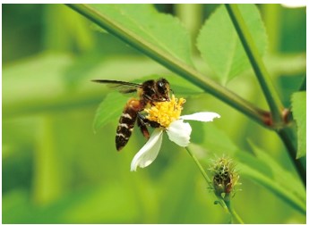 Gambar 1. Lebah madu, Apis dorsata, salah satu serangga polinator yang ditemukan saat pengamatan 