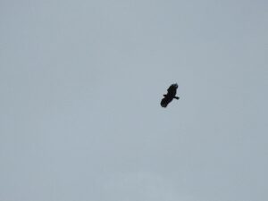 Spilornis cheela sedang soaring