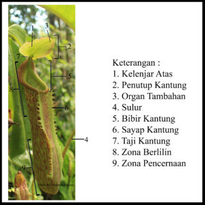 Bagian-Bagian Kantung Nepenthes