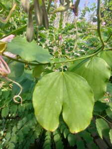 Daun bunga kupu-kupu
