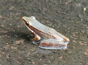 kongkang kolam (Hylarana chalconota)