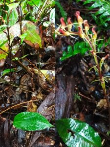 Cryptostylis arachnites (Dokumentasi pribadi Azmah N., 2022)