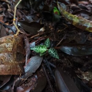 Goodyera reticulata (Dokumentasi pribadi Azmah N., 2022)