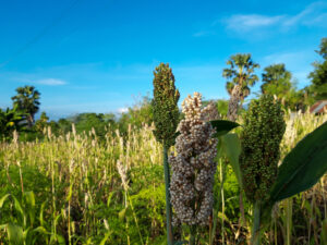 Ladang sorgum di Likotuden, Flores Timur