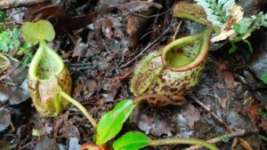 Kanntong Semar (Nepenthes