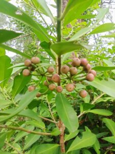 bagi kawan-kawan yang tau tentang nama ilmianya buah ini sematkan komentarnya