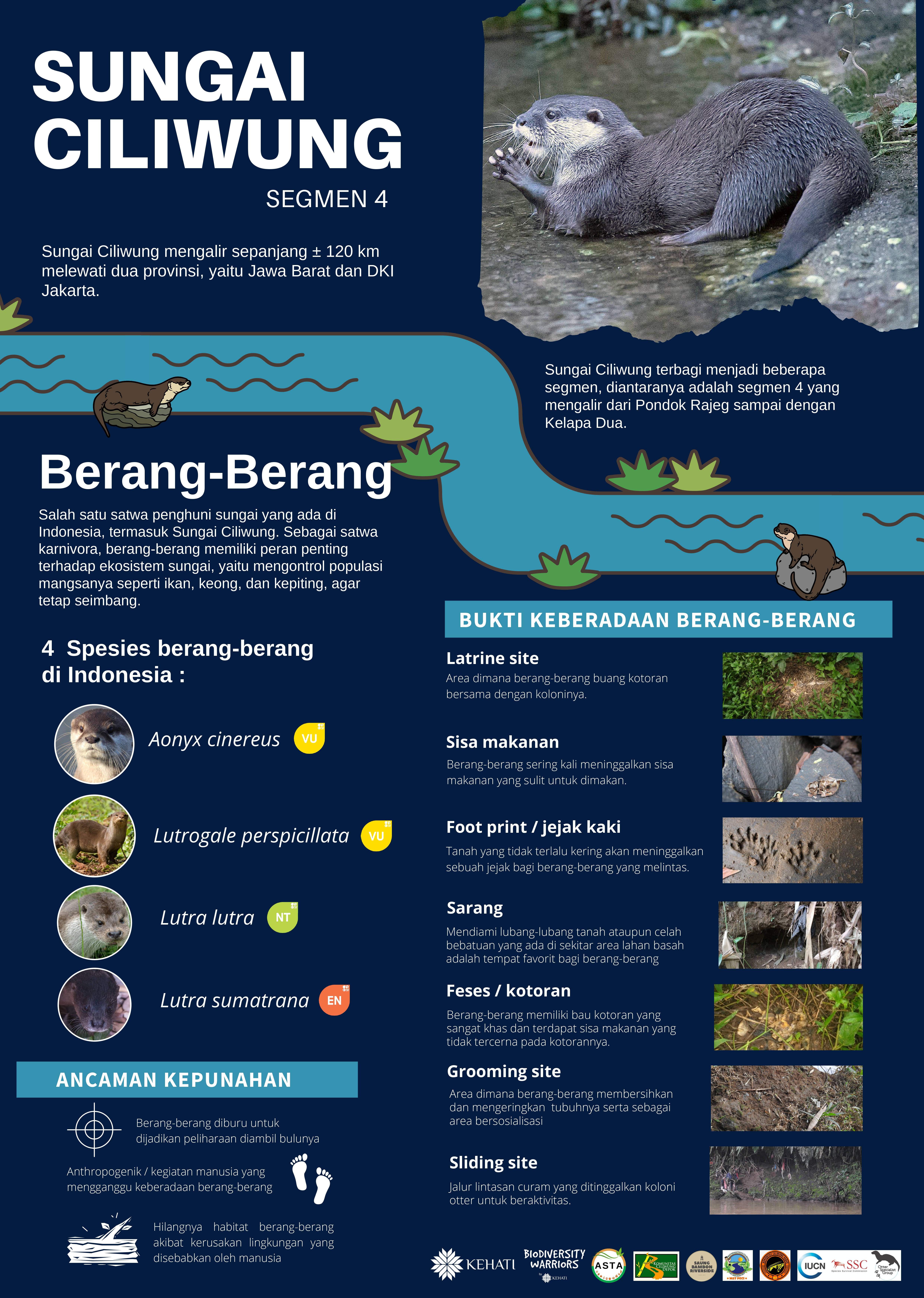 Berang-berang di Sungai Ciliwung