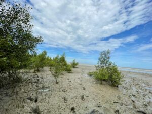 Mangrove baru di pesisir pantai
