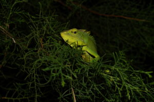 Bronchocela jubata Creasted green-lizard
Bunglon surai