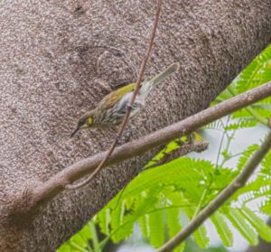 Meliphaga reticulata