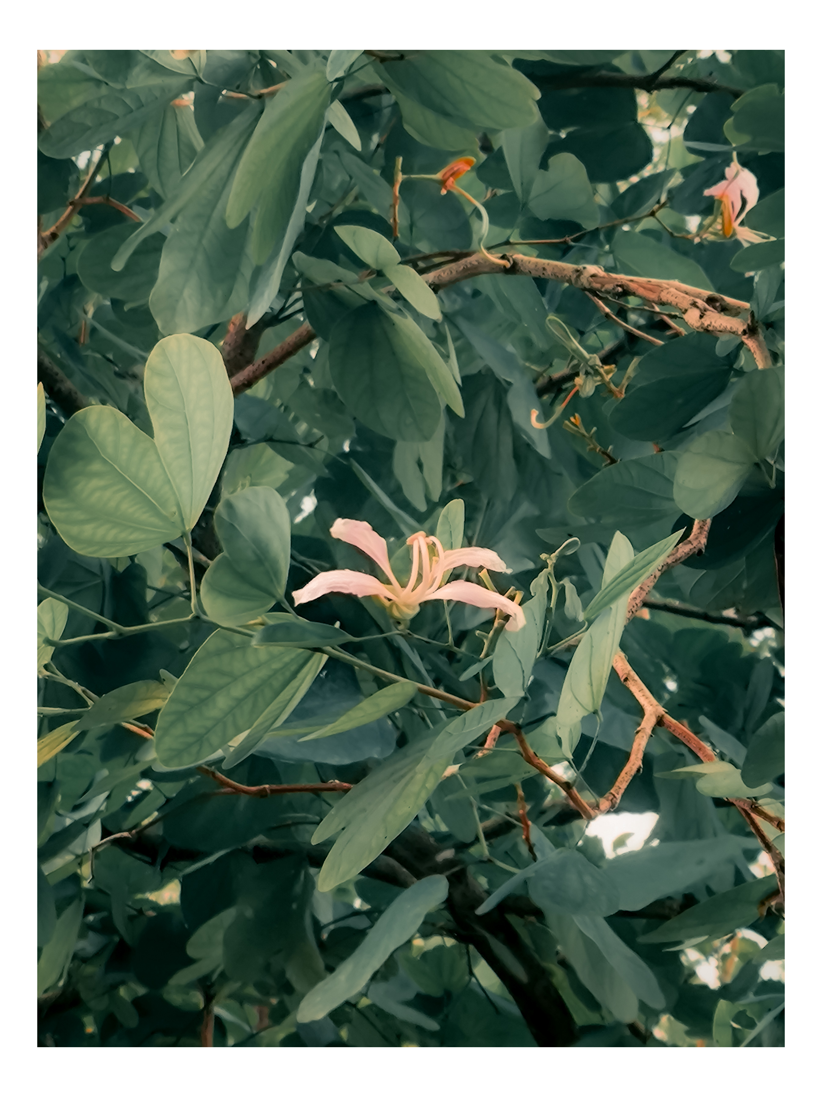 Bauhinia purpurea | Bunga Kupu-Kupu
