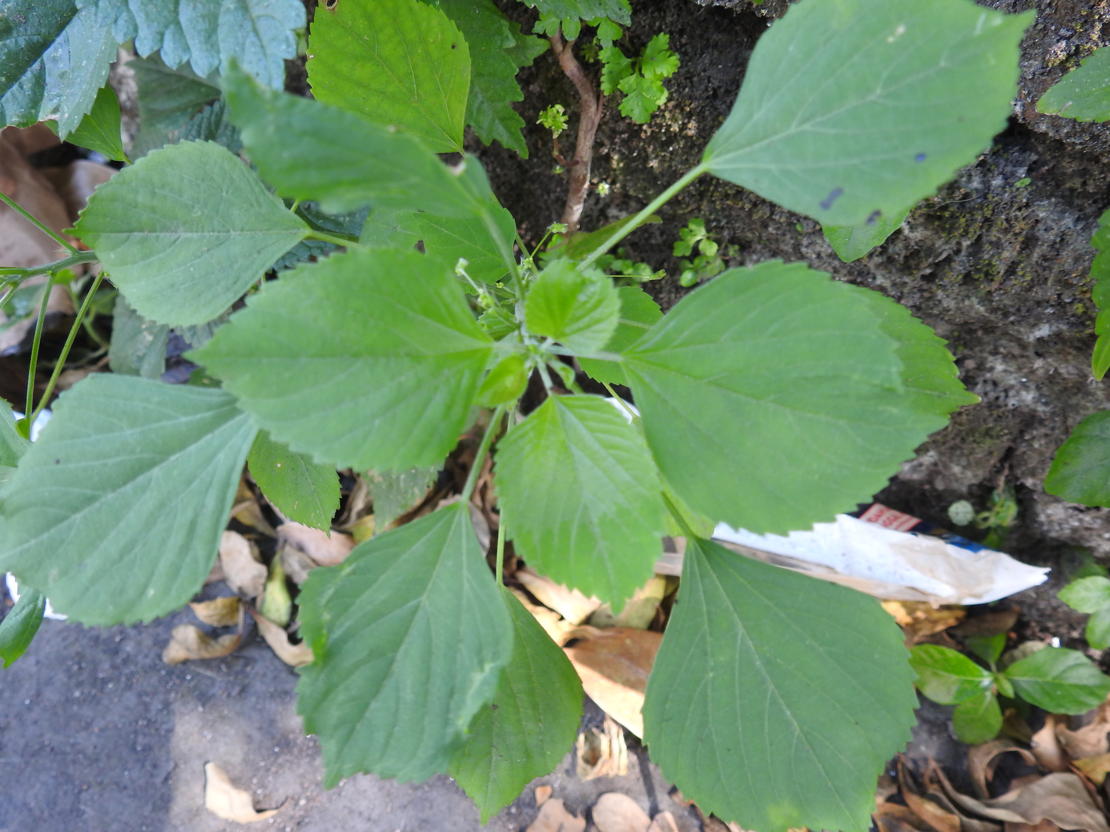Acalypha indica I Anting-Anting Liar