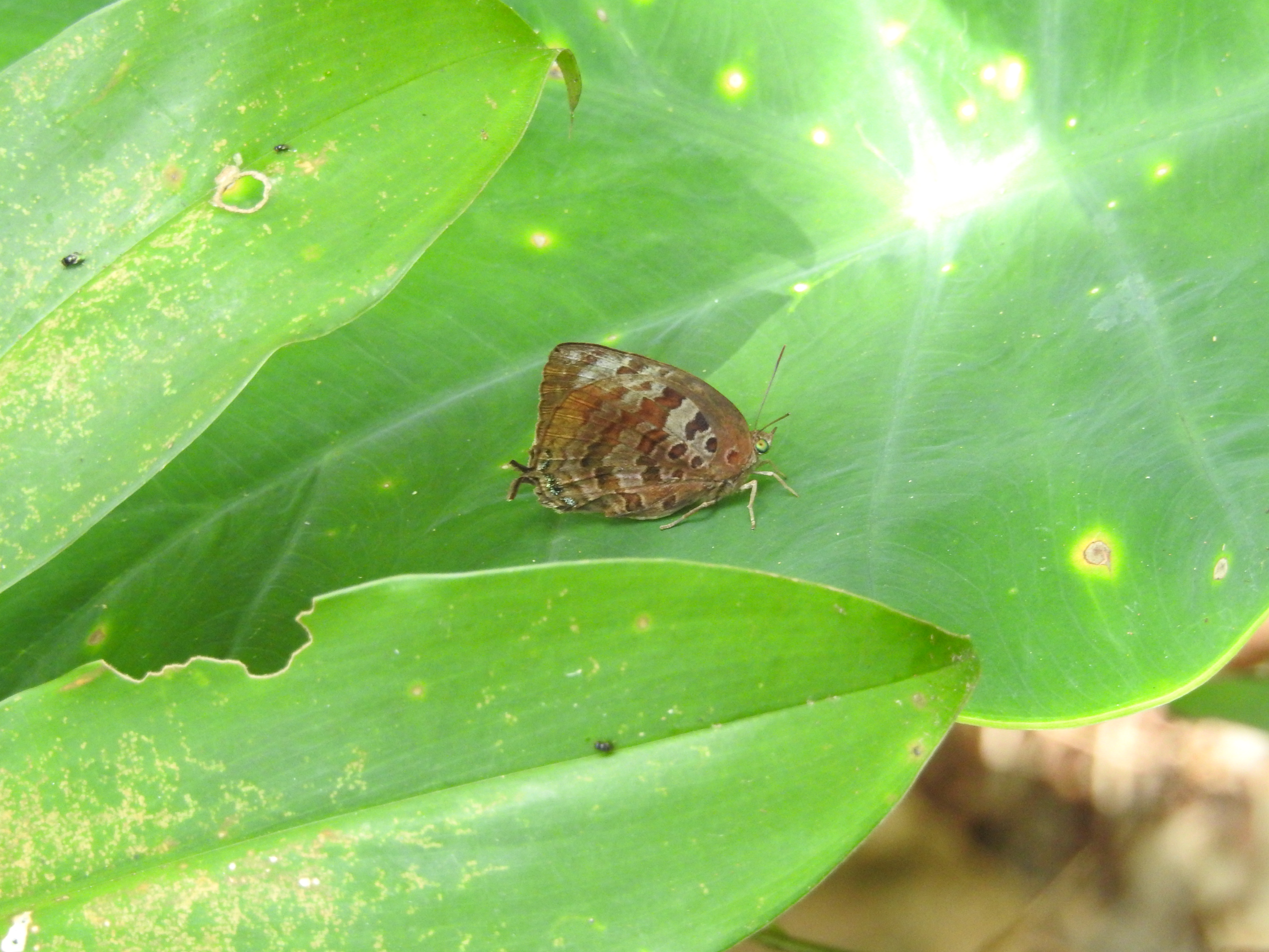 Arhopala centaurus I Kupu Biru-kayu Centaur