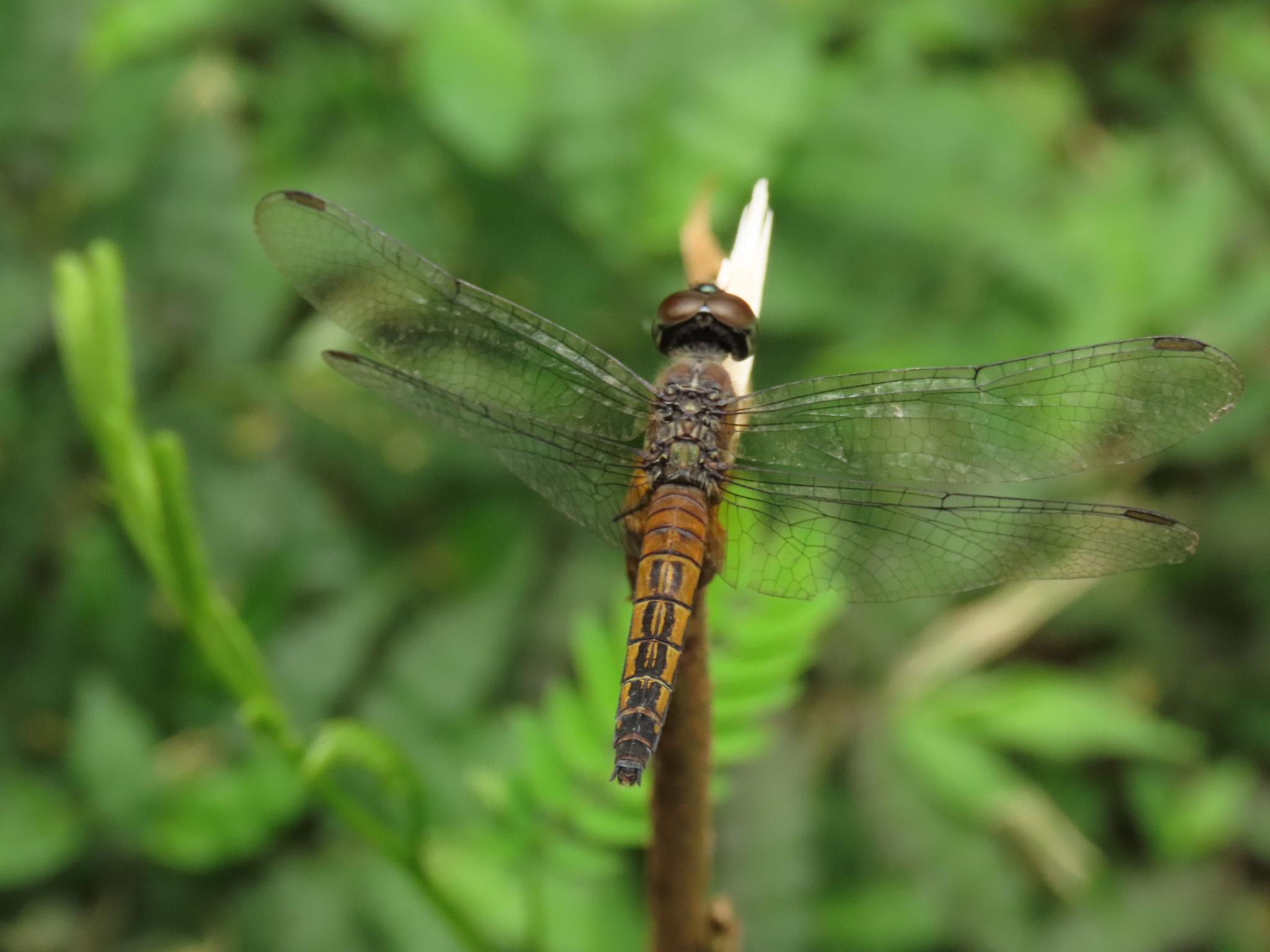 Brachydiplax chalybea | Capung-Sambar Dada-Karat