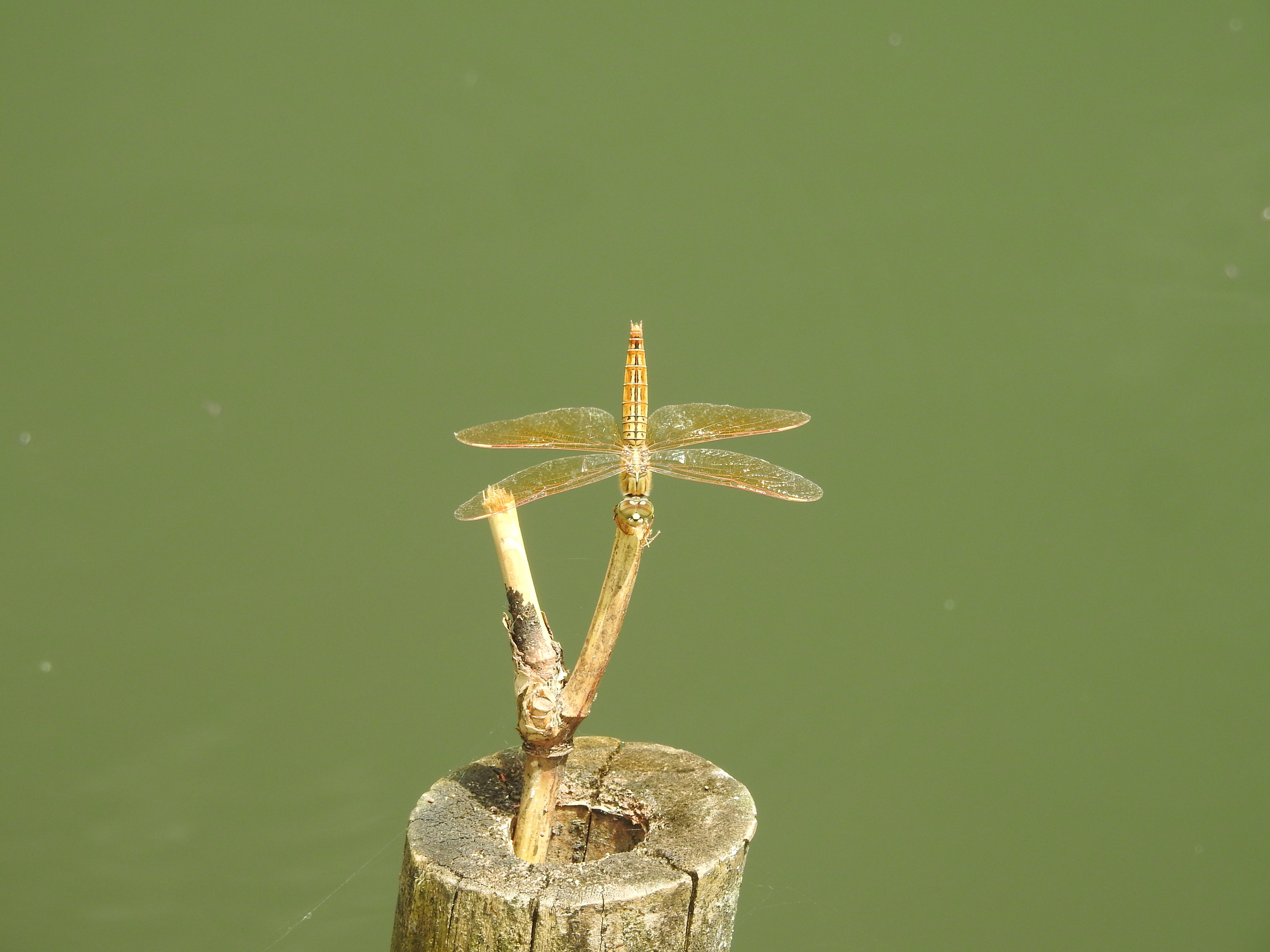 Brachythemis contaminata-Betina I Capung Jemur Jingga