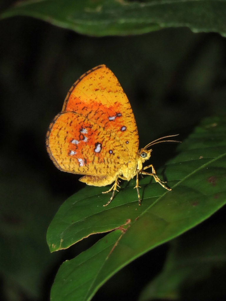 Callidula sakuni I Ngengat Sakuni
