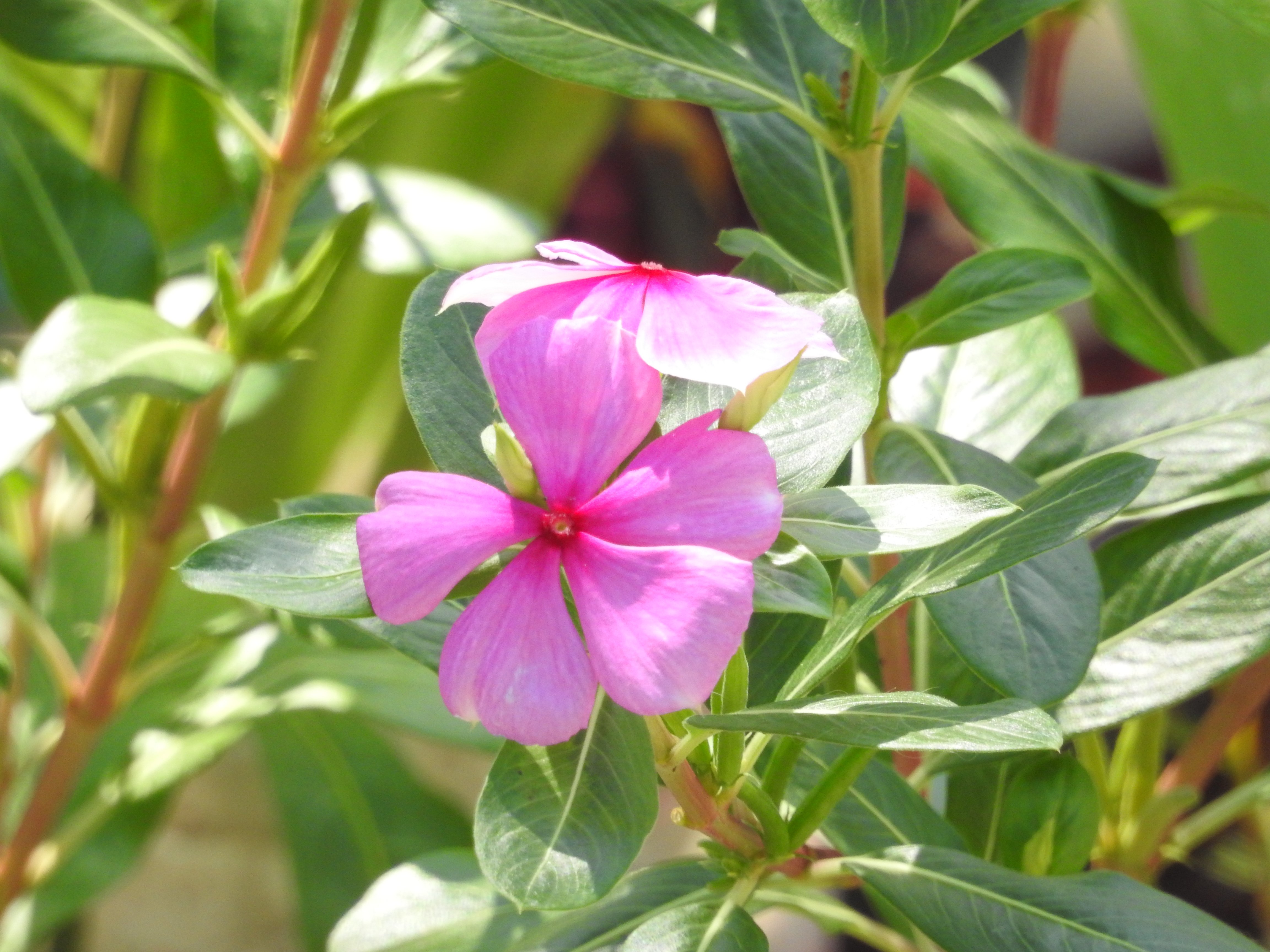 Catharanthus roseus I Tapak Dara