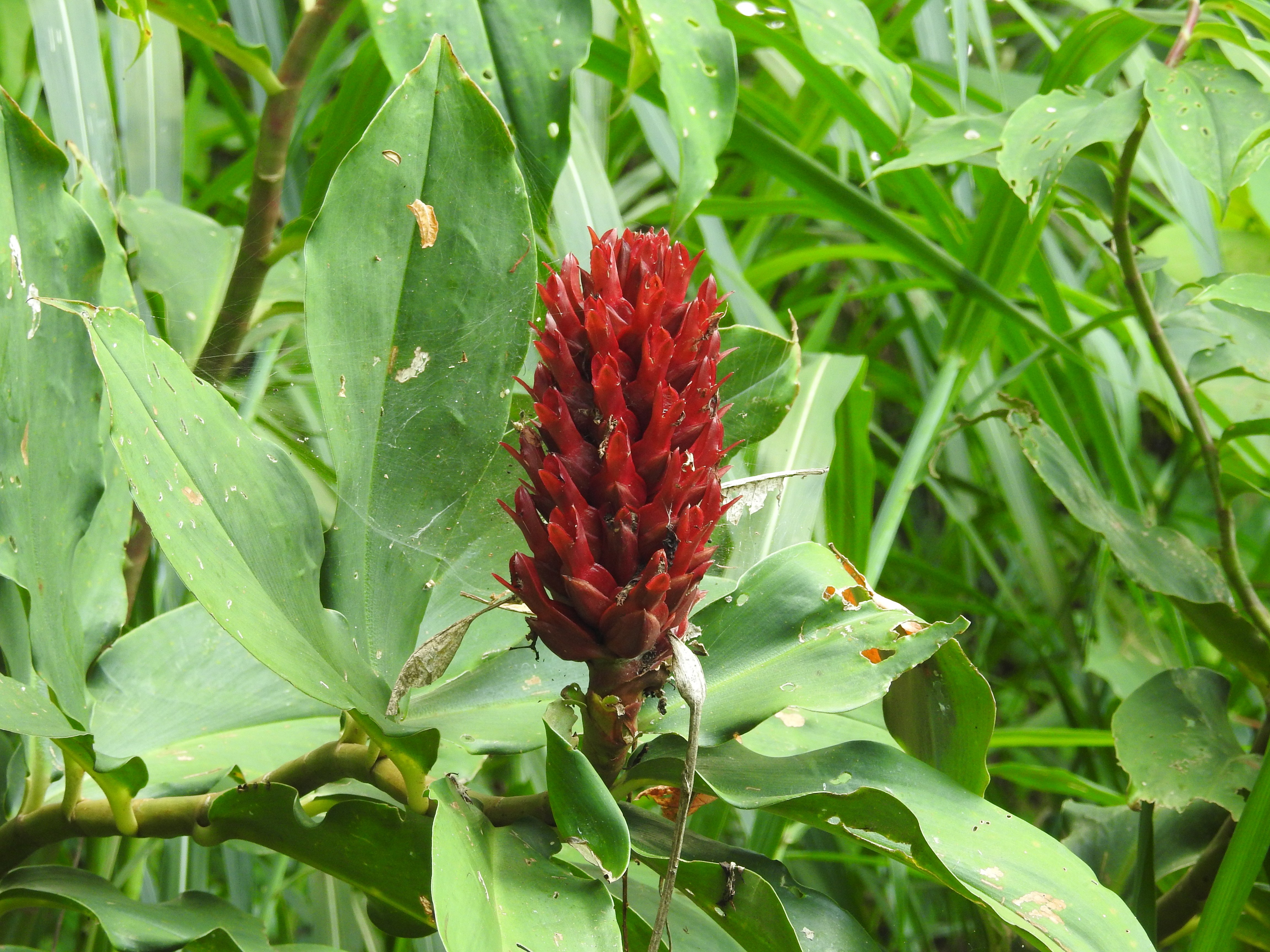 Costus barbatus I Spiral Ginger