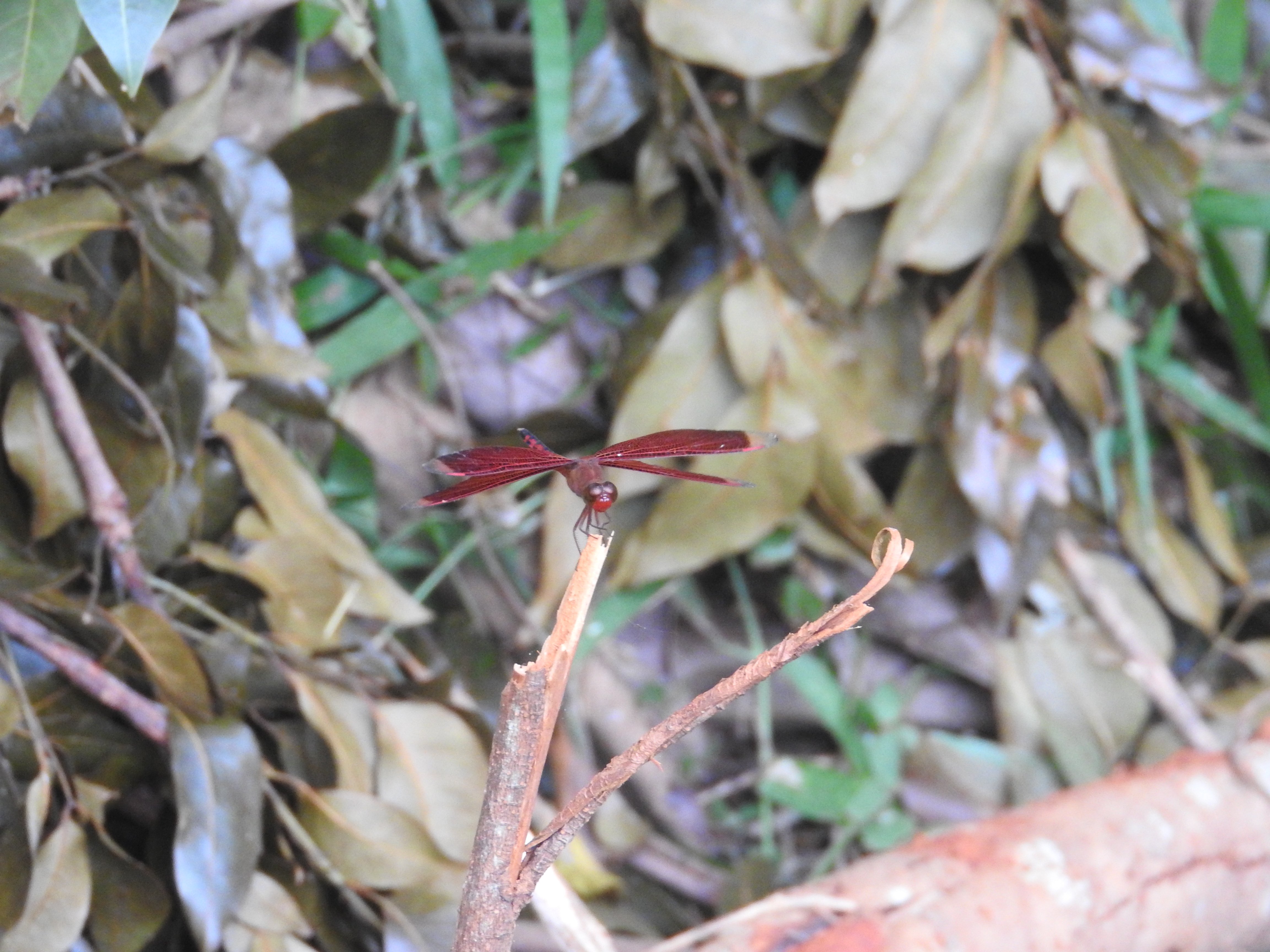 Neurothemis terminata I Straight-edge Red Parasol