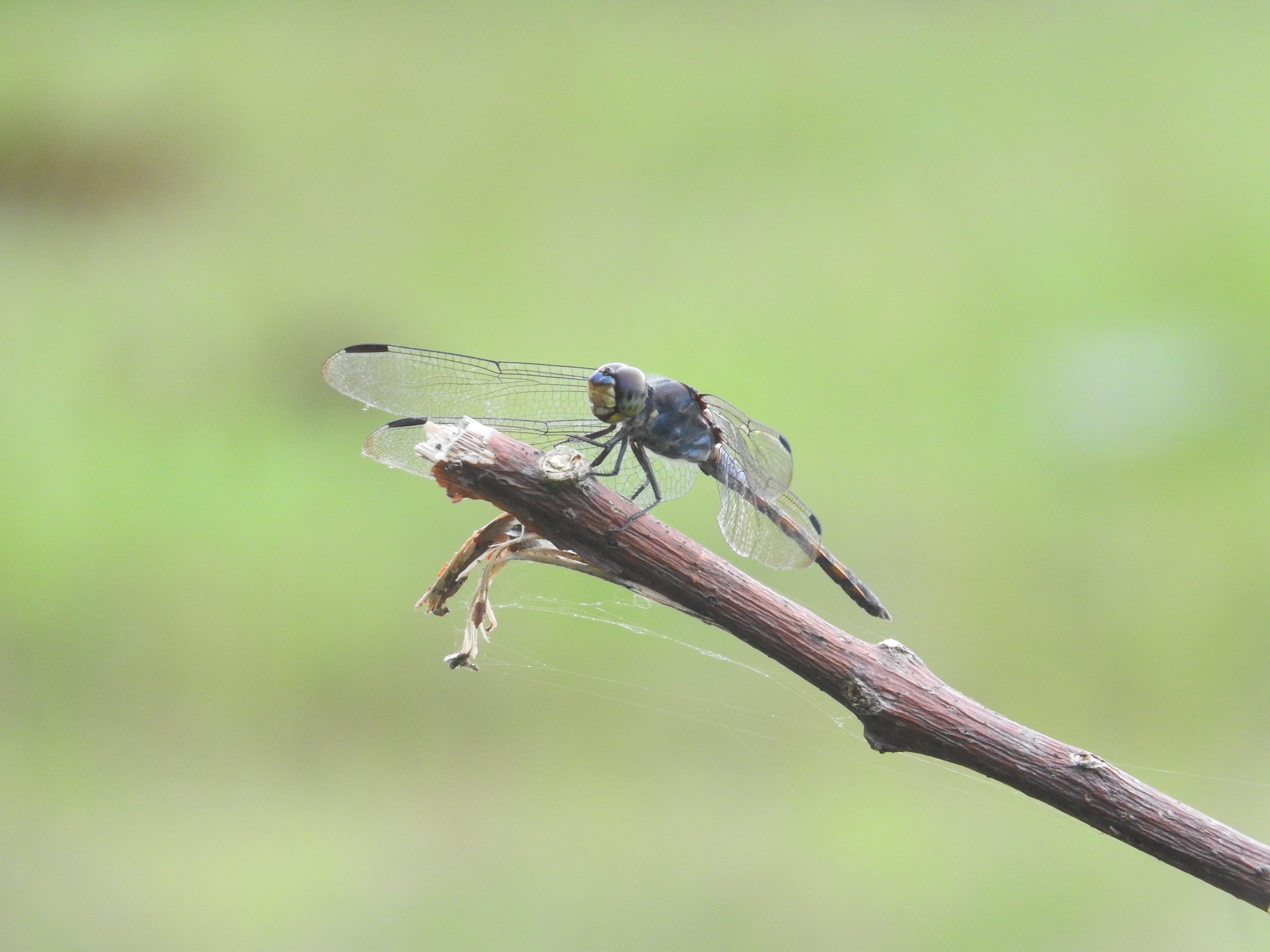 Potamarcha congener I Swampwatcher (Male)