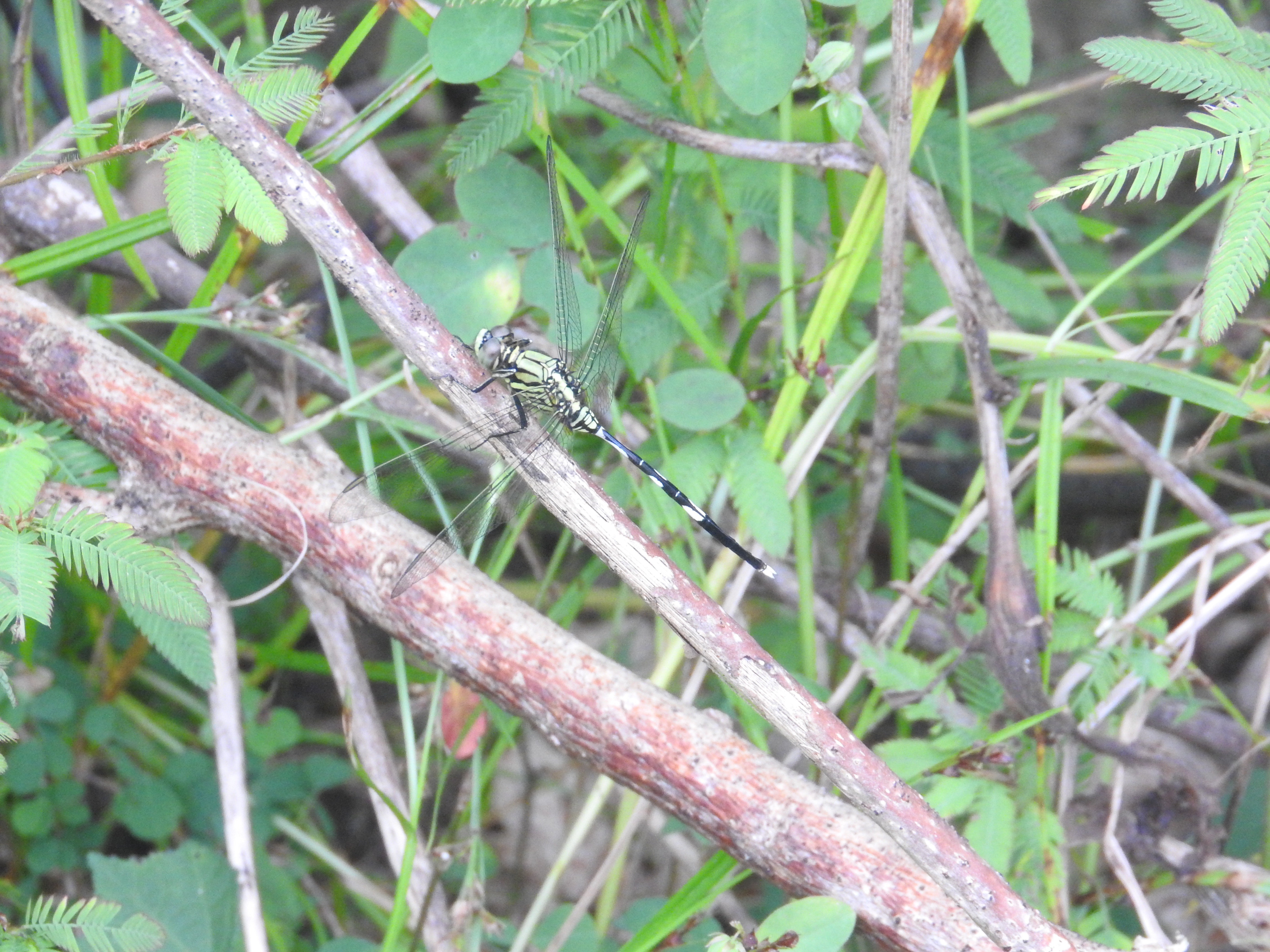 Orthetrum sabina I Capung Sambar Hijaua