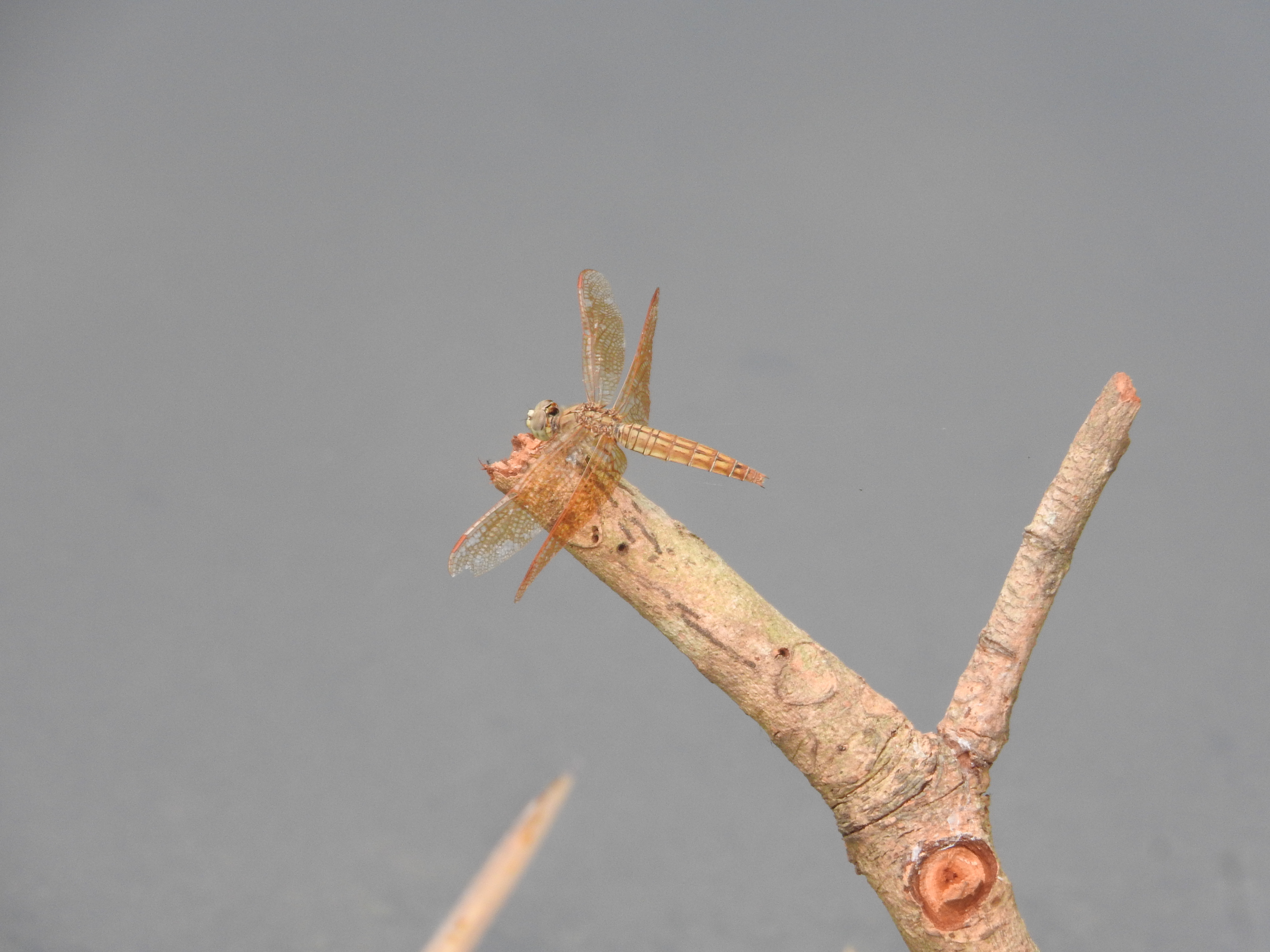 Brachythemis contaminata I Ditch jewel