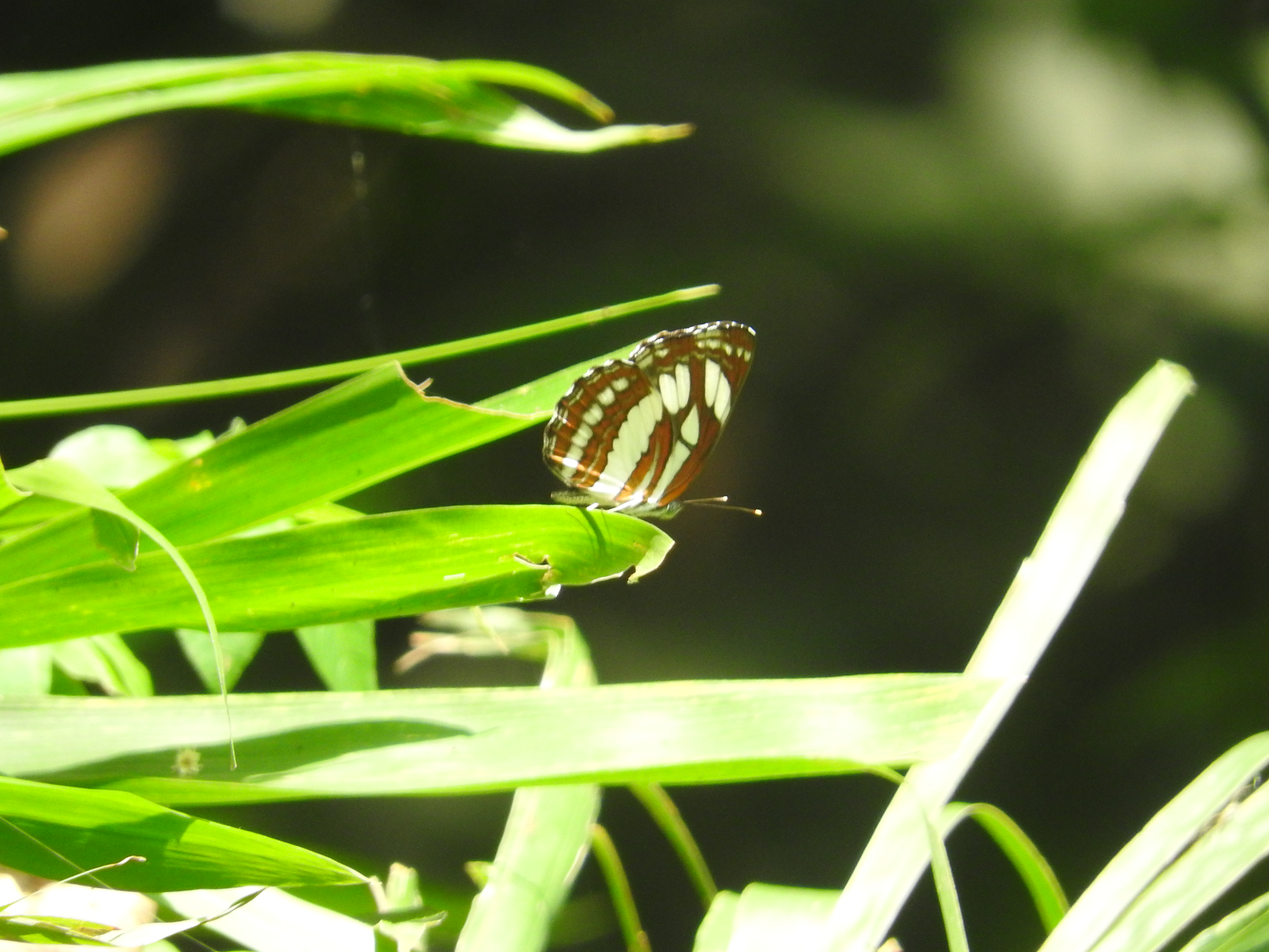 Neptis hylas | Pelaut Biasa