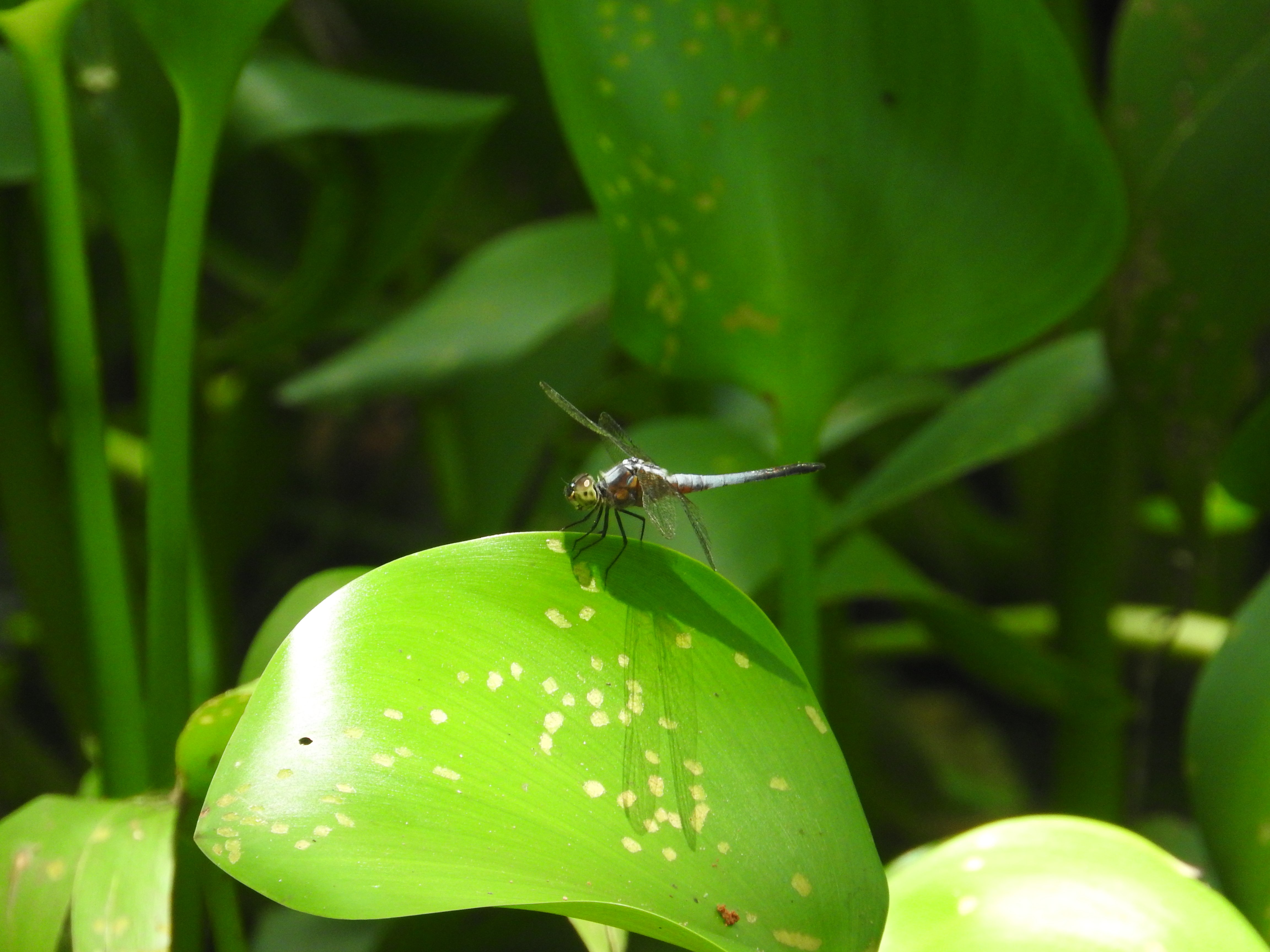 Brachydiplax chalybea I Blue dasher (Male)