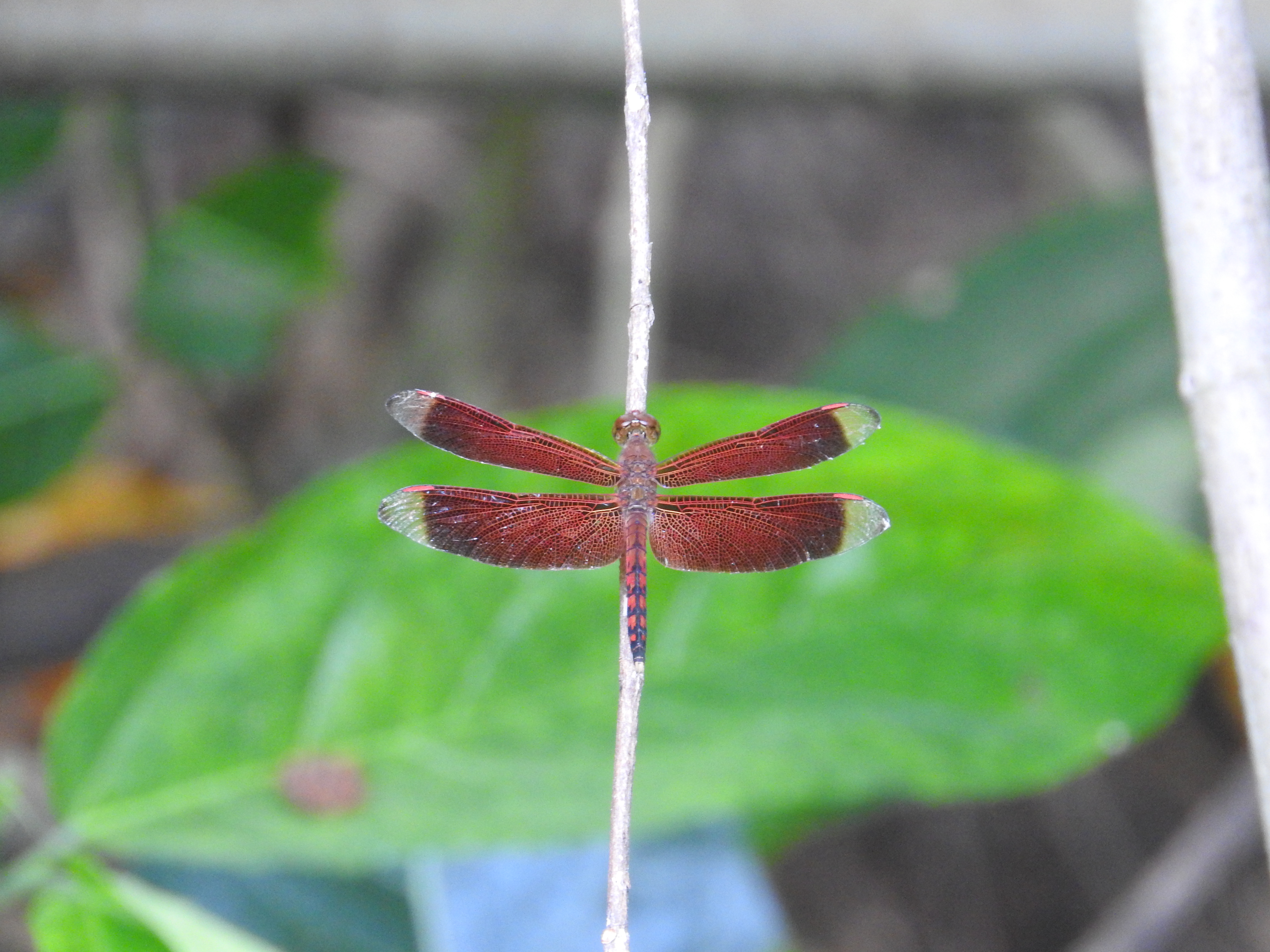 Neurothemis terminata I Straight-edged red-parasol (Male)