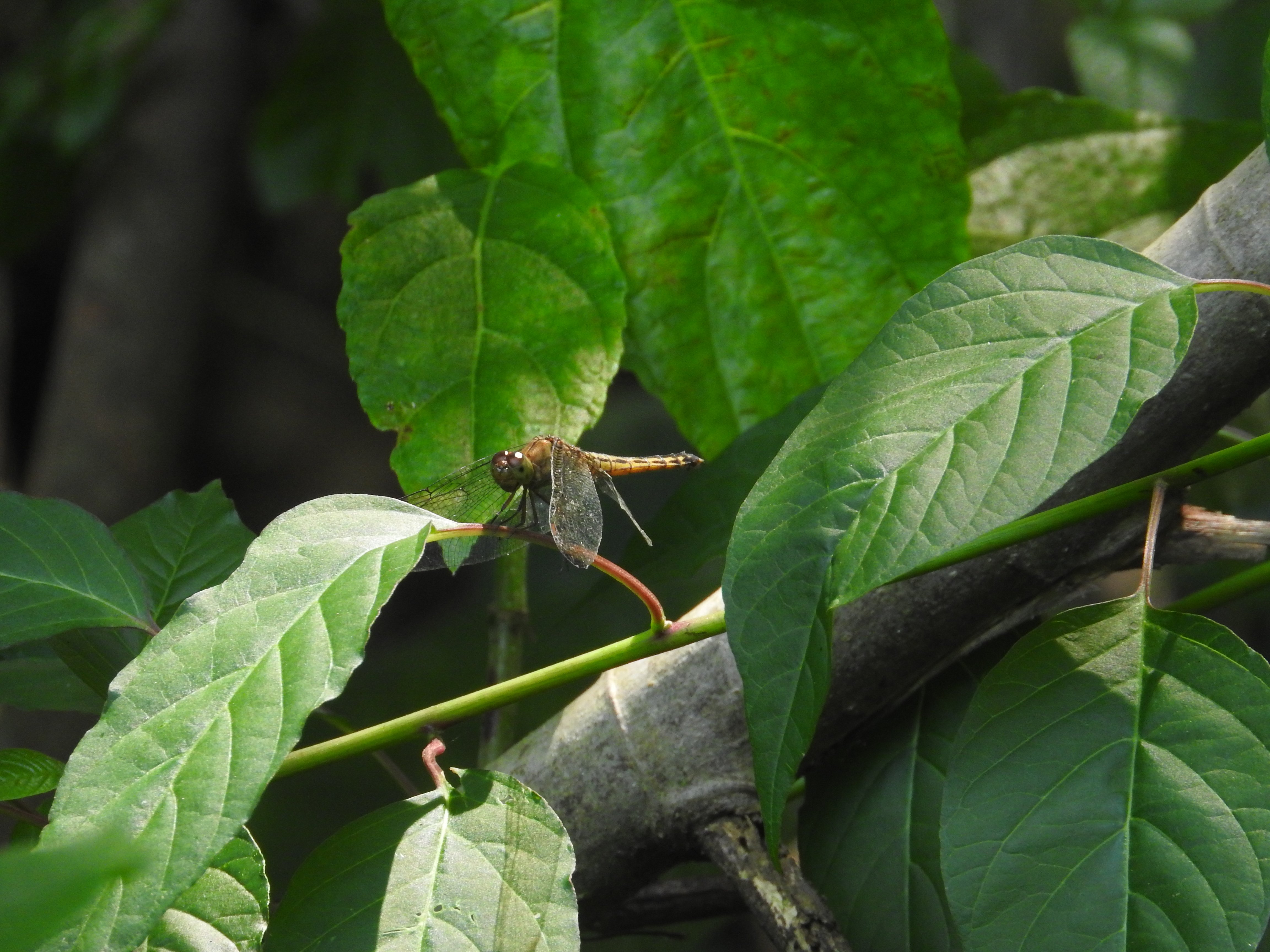 Neurothemis terminata I Straight-edged red-parasol (Female)