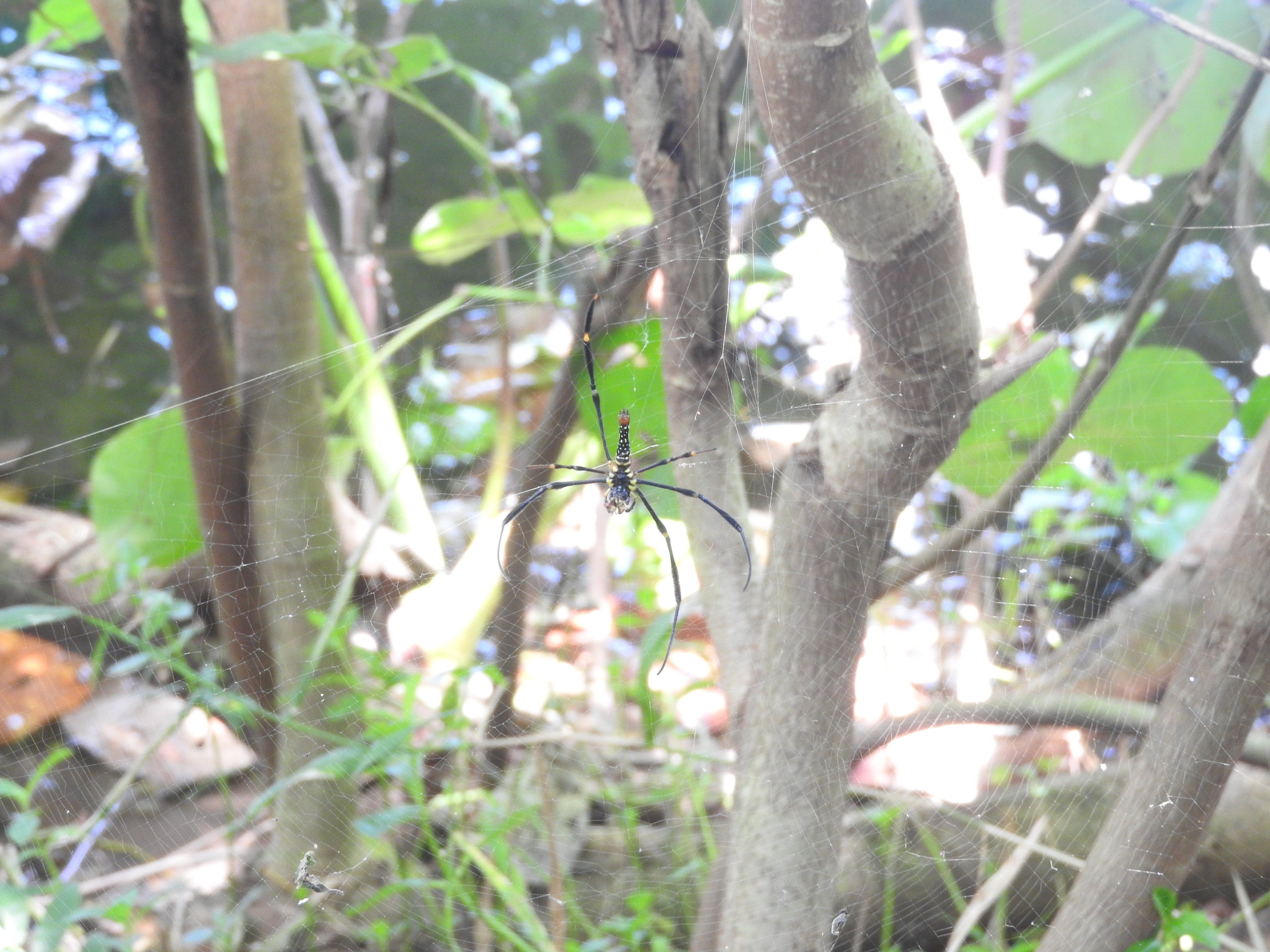 Nephila pilipes I Giant Golden Orbweaver