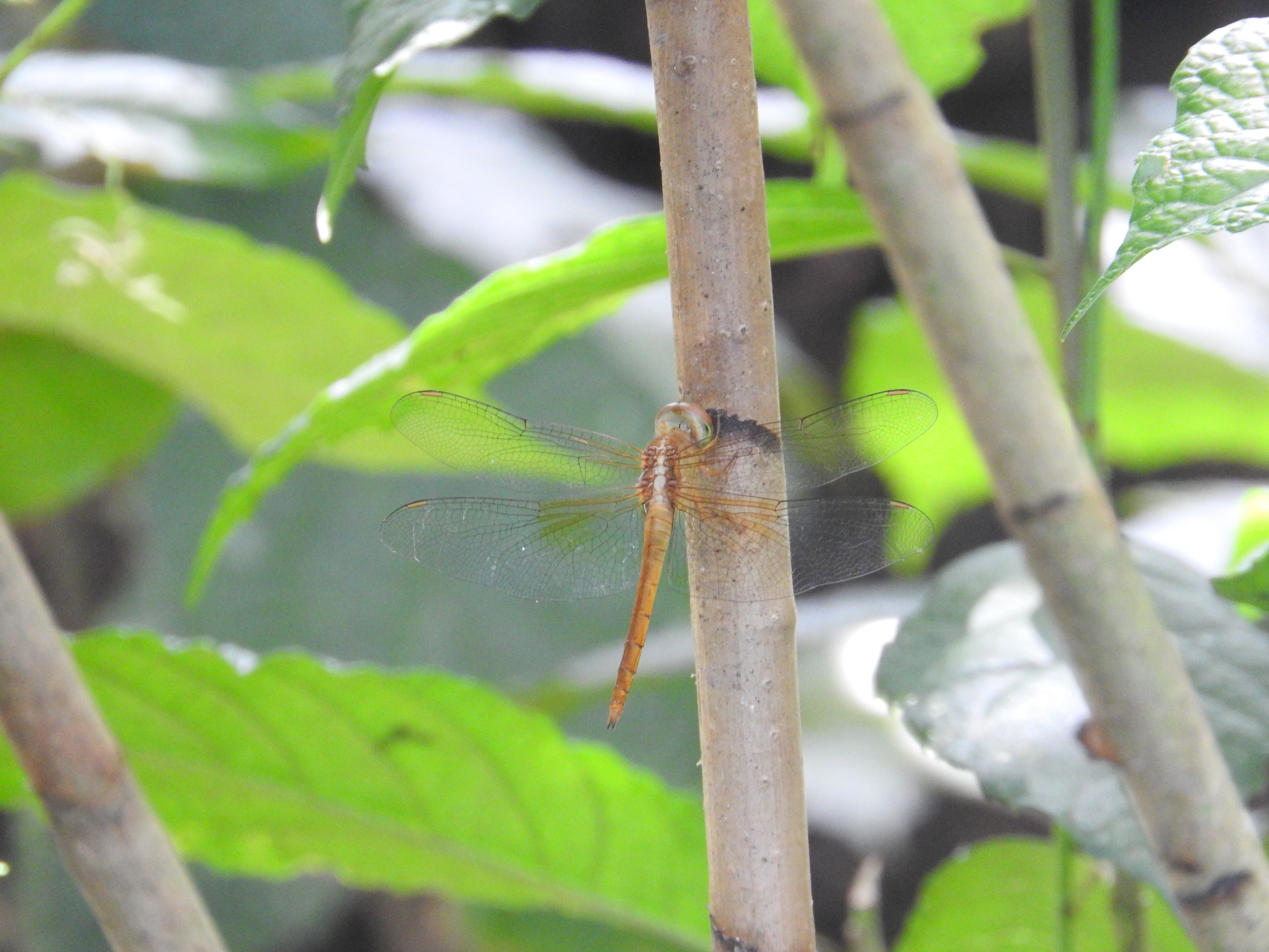 Tholymis tillarga I White-barred duskhawk (Female)