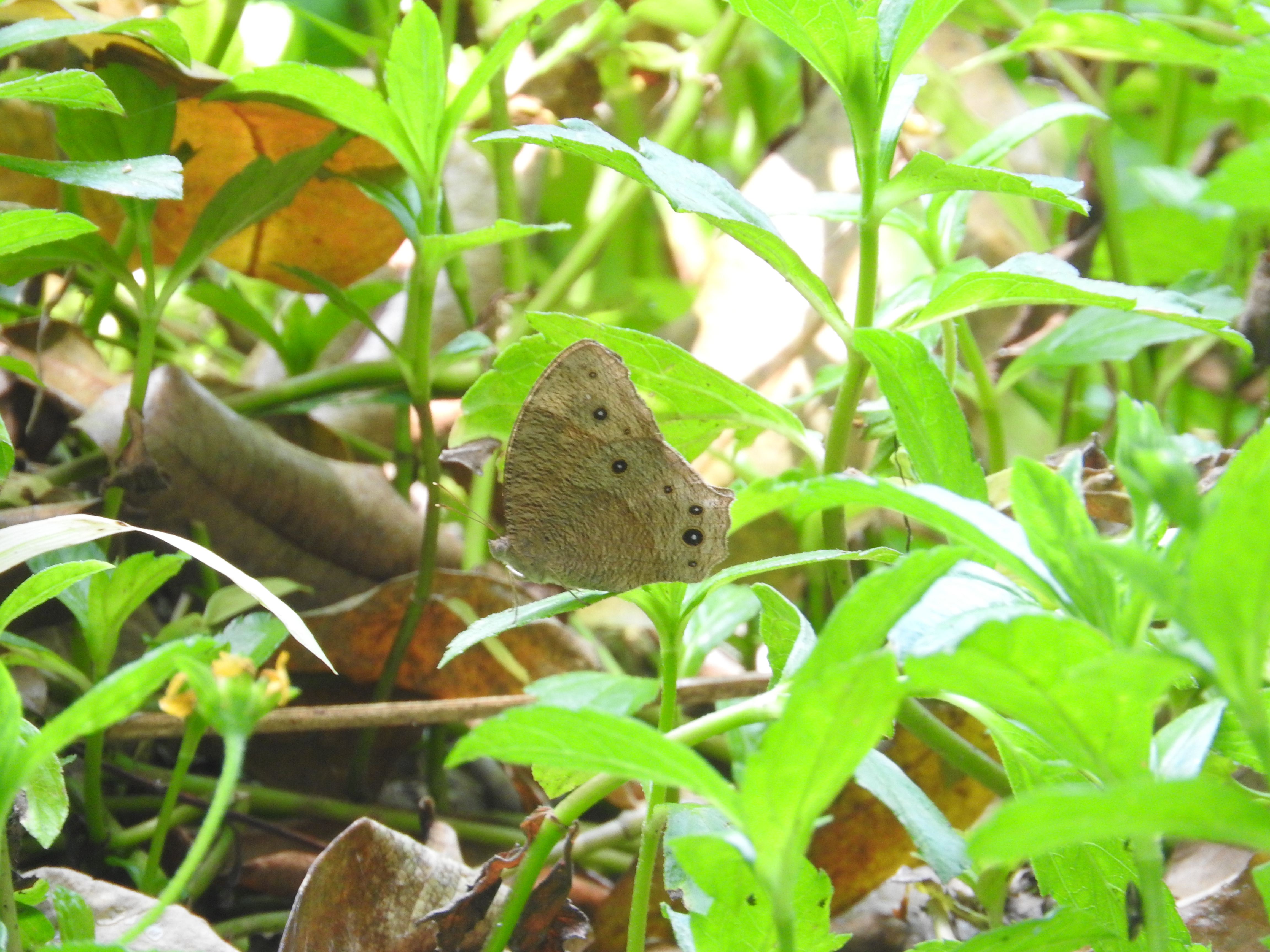 Melanitis leda I Senja Biasa