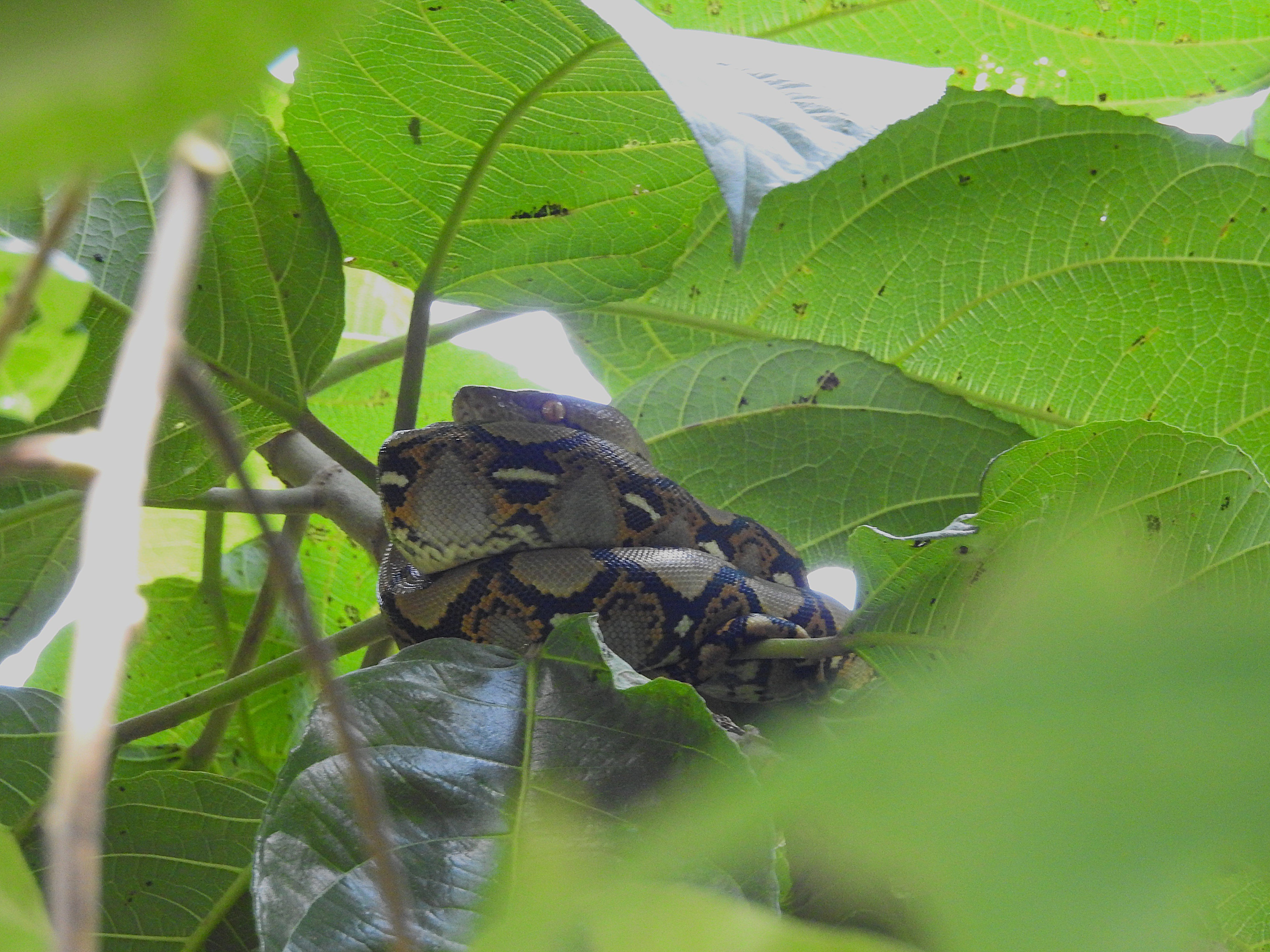 Malayopython reticulatus I Ular Sanca Kembang