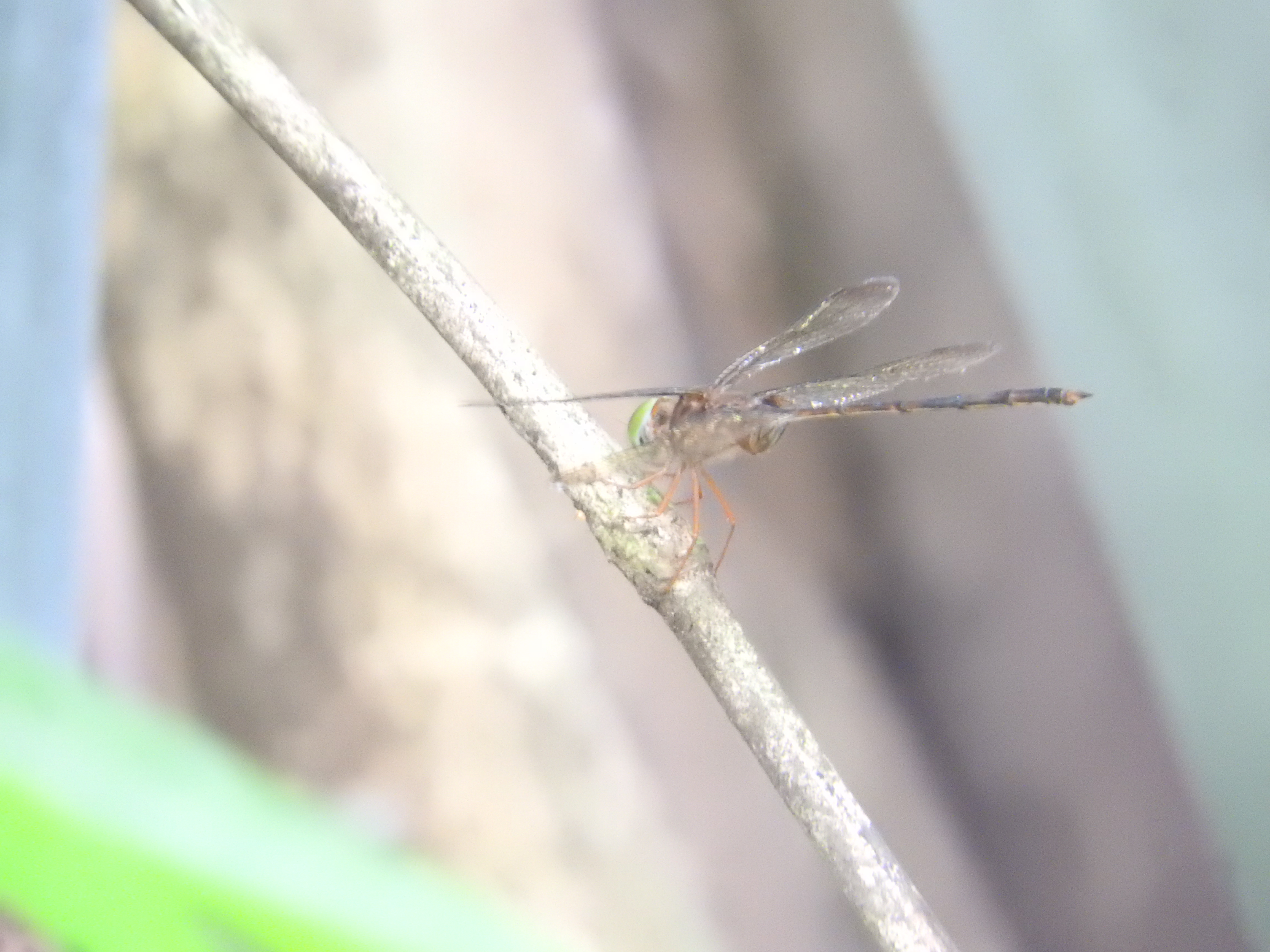 Zyxomma petiolatum I Dingy Dusk-Darter