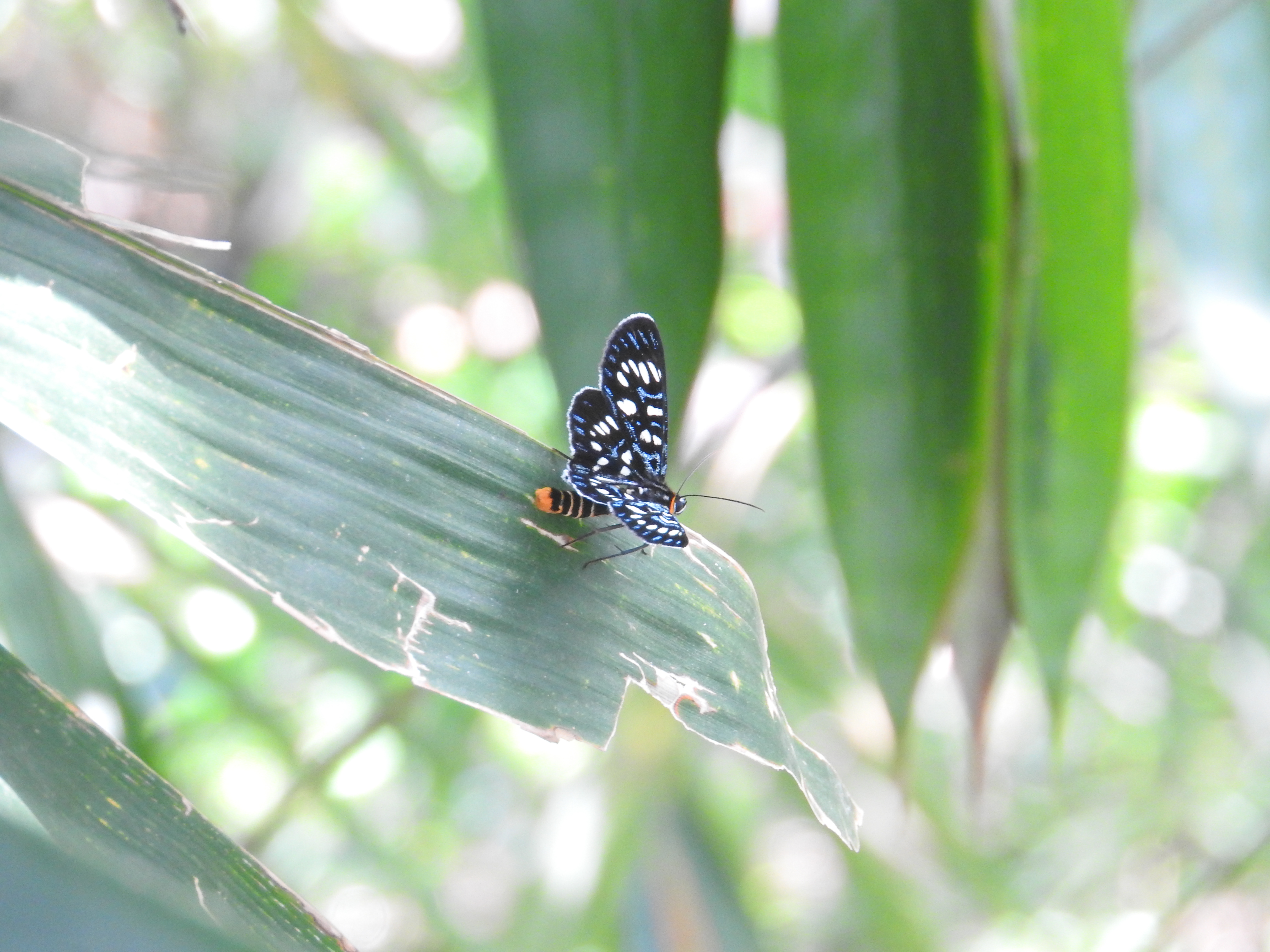 Ophthalmis milete I Dayflying Moth