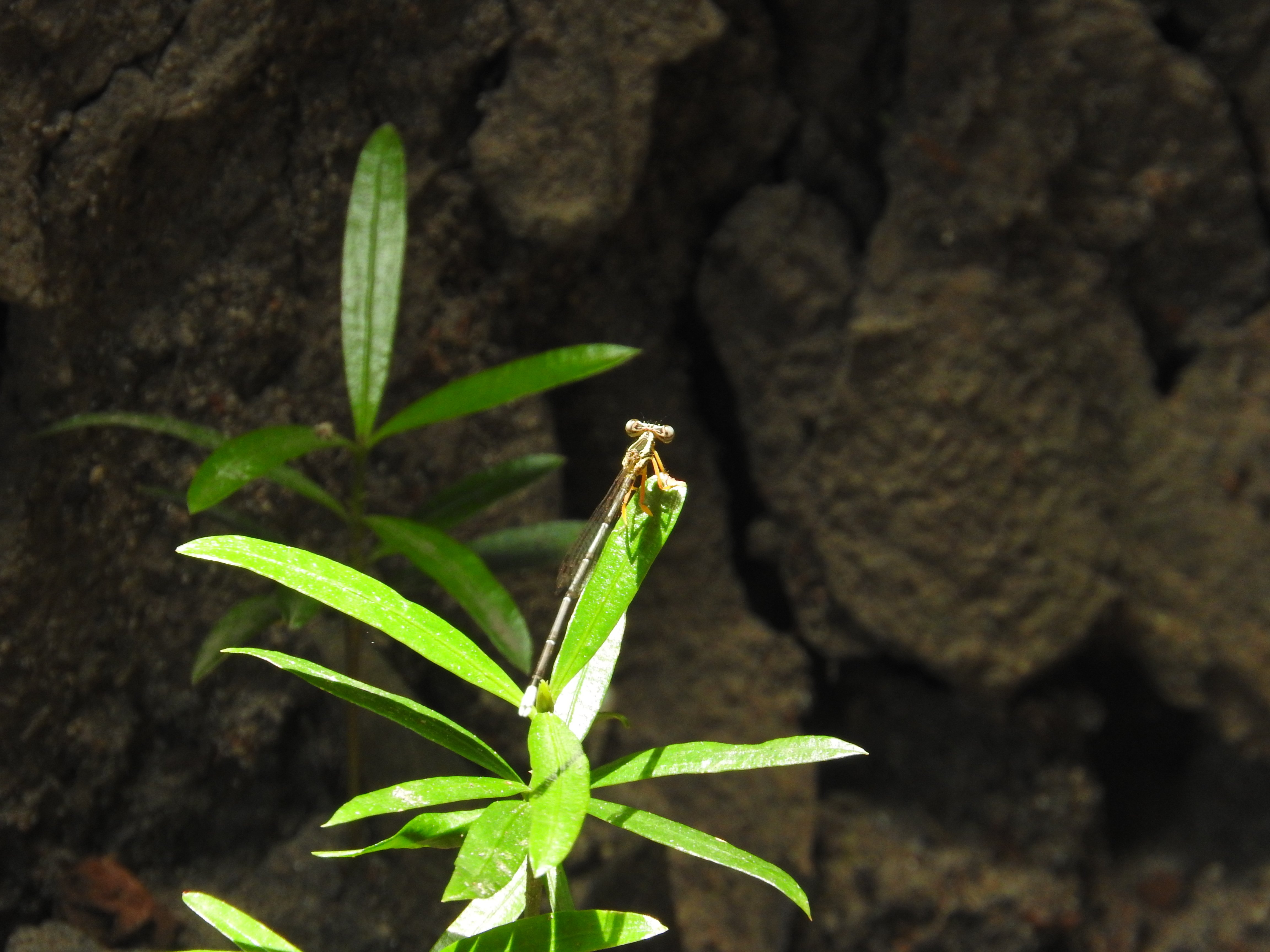 Copera marginipes I  Yellow Featherlegs