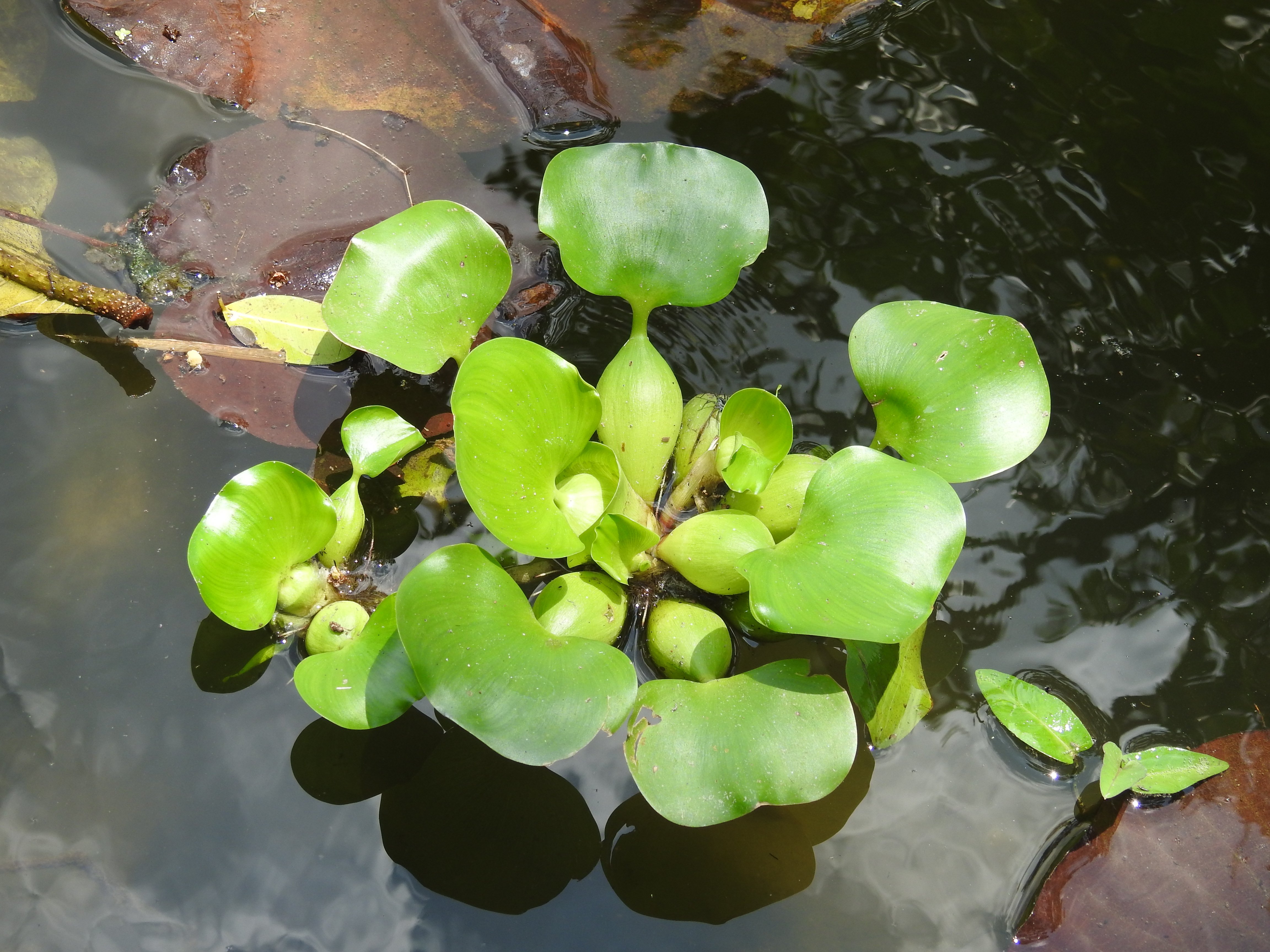 Eichornia crassipes I Enceng Gondok