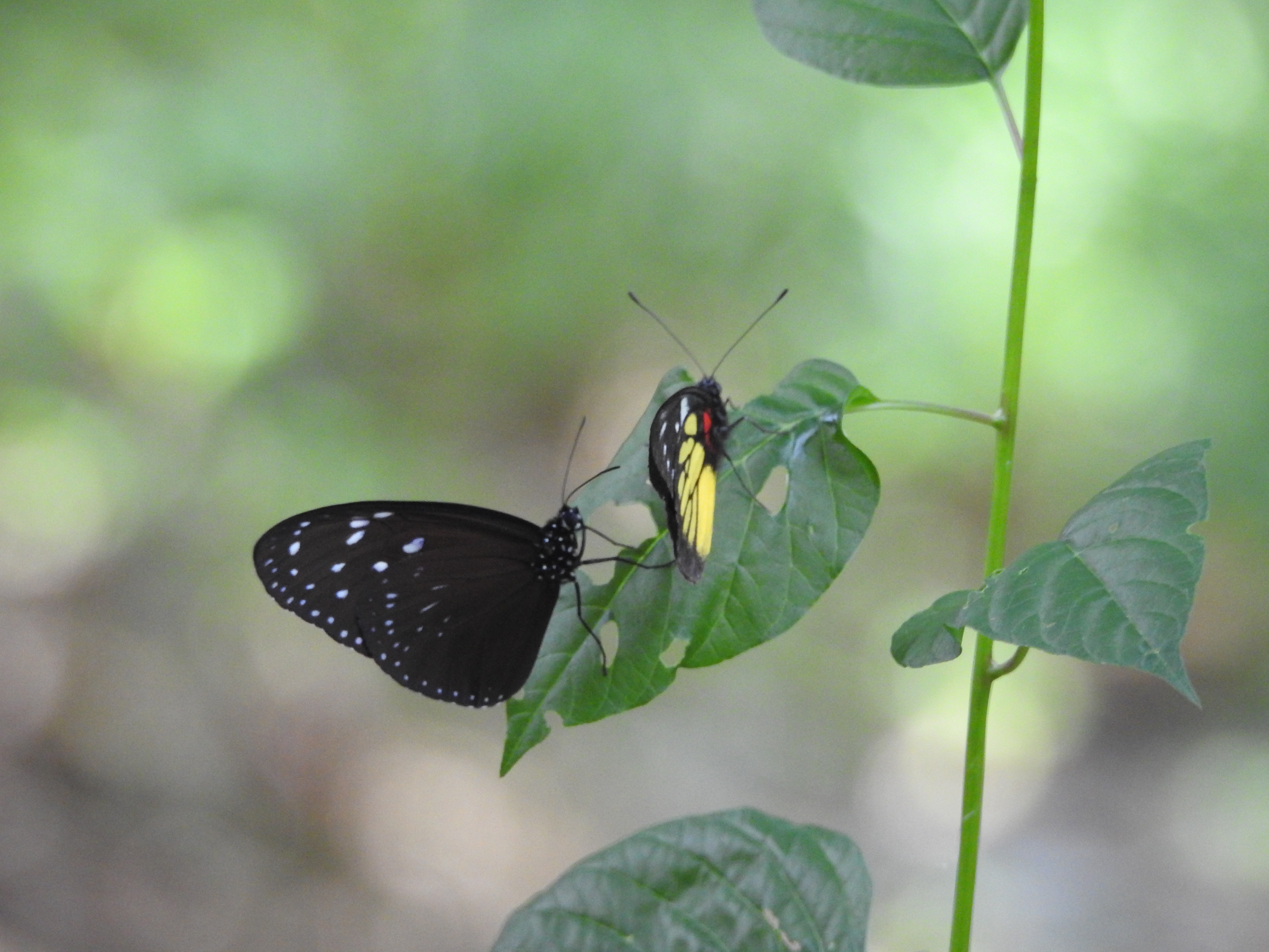 Euploea mulciber I Kupu Gagak Bergaris