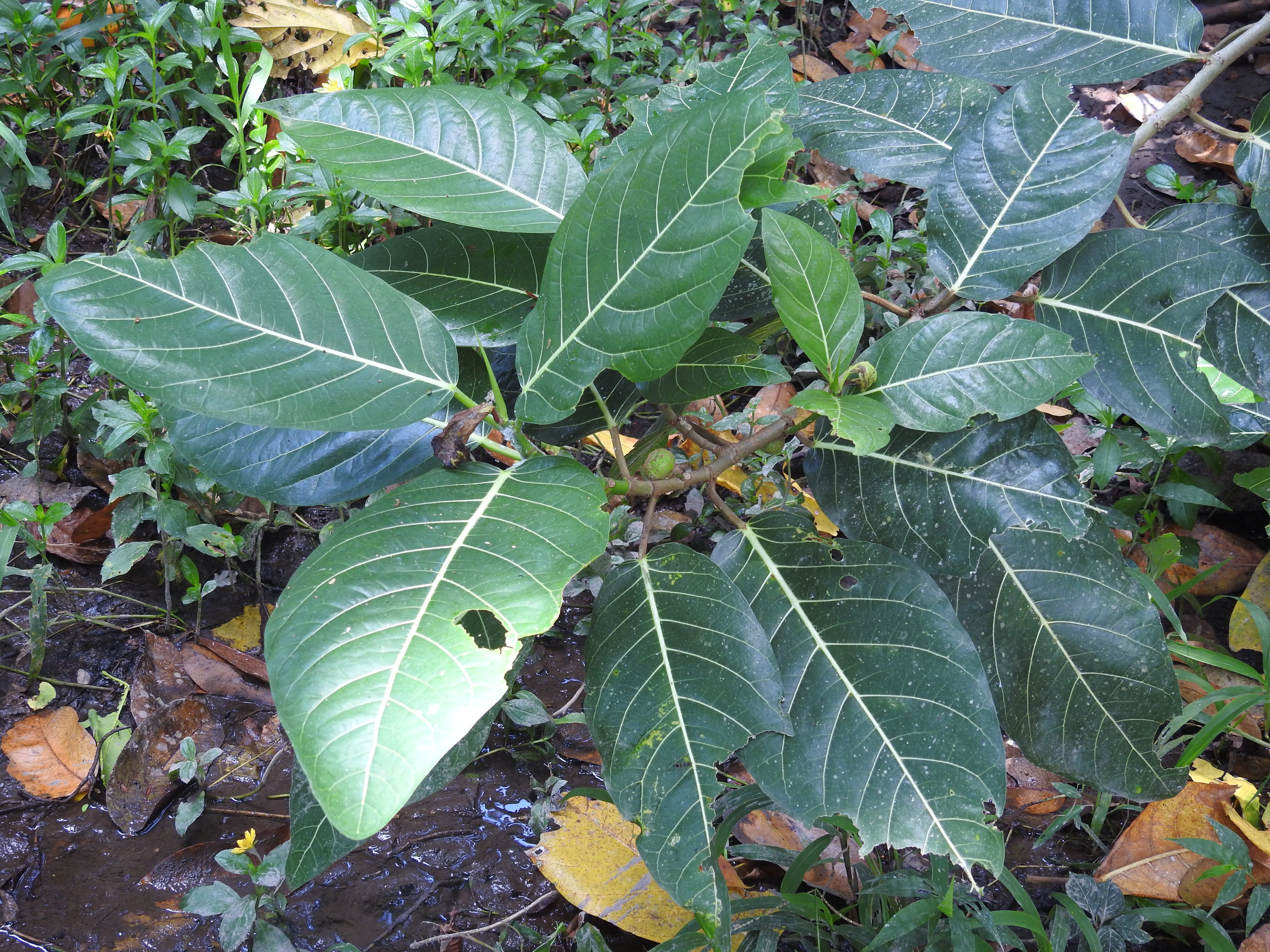 Ficus septica I Ki Awar-awar