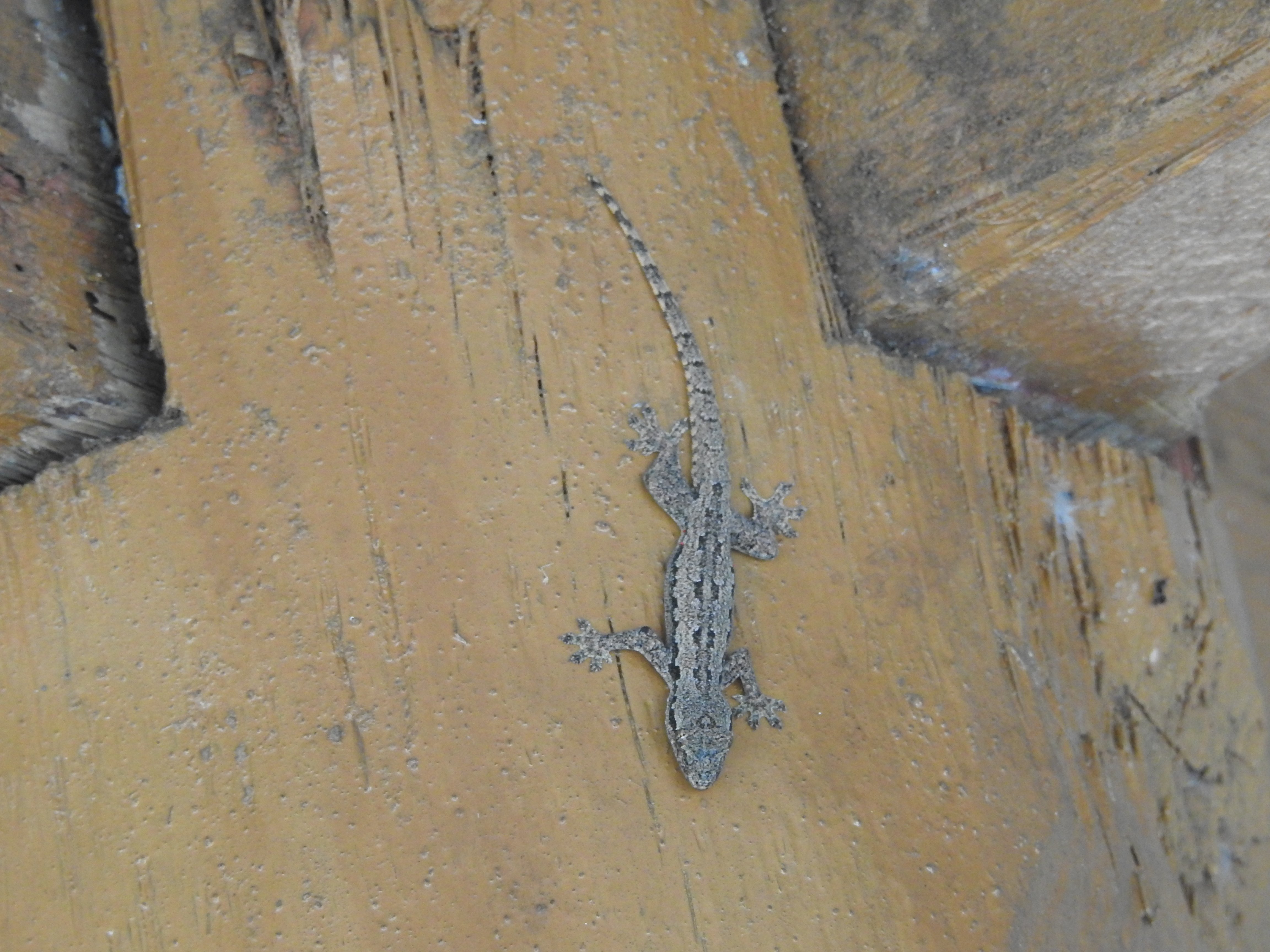Hemidactylus frenatus I Cecak Kayu