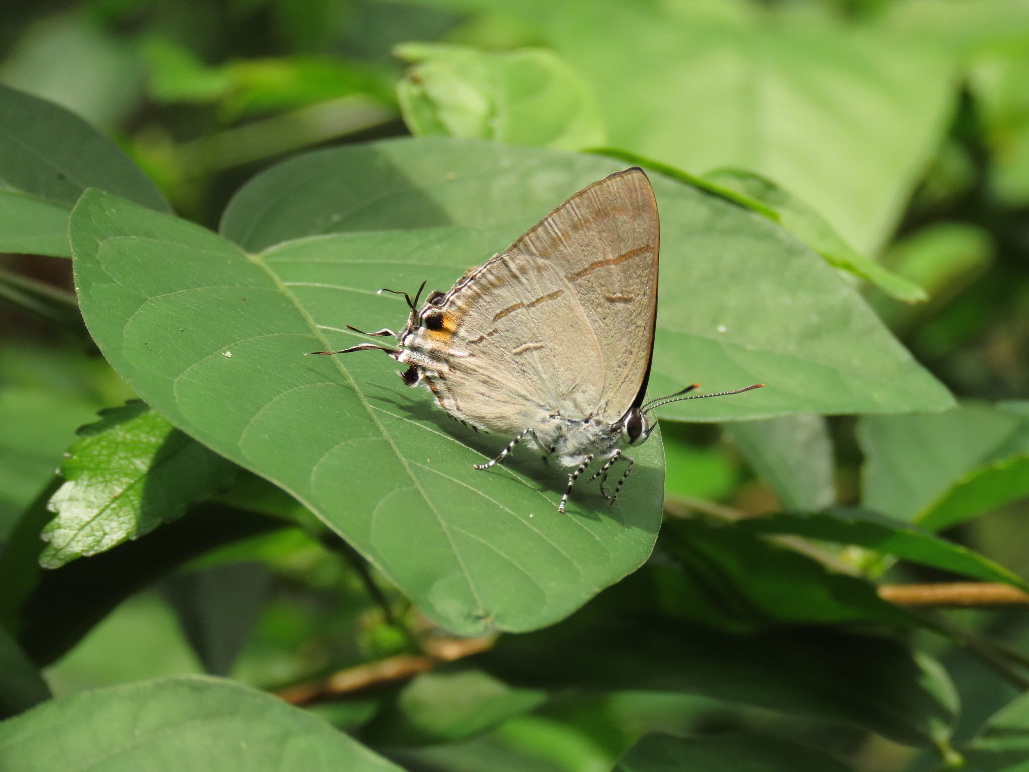 Hypolycaena erylus | (Common Tit)