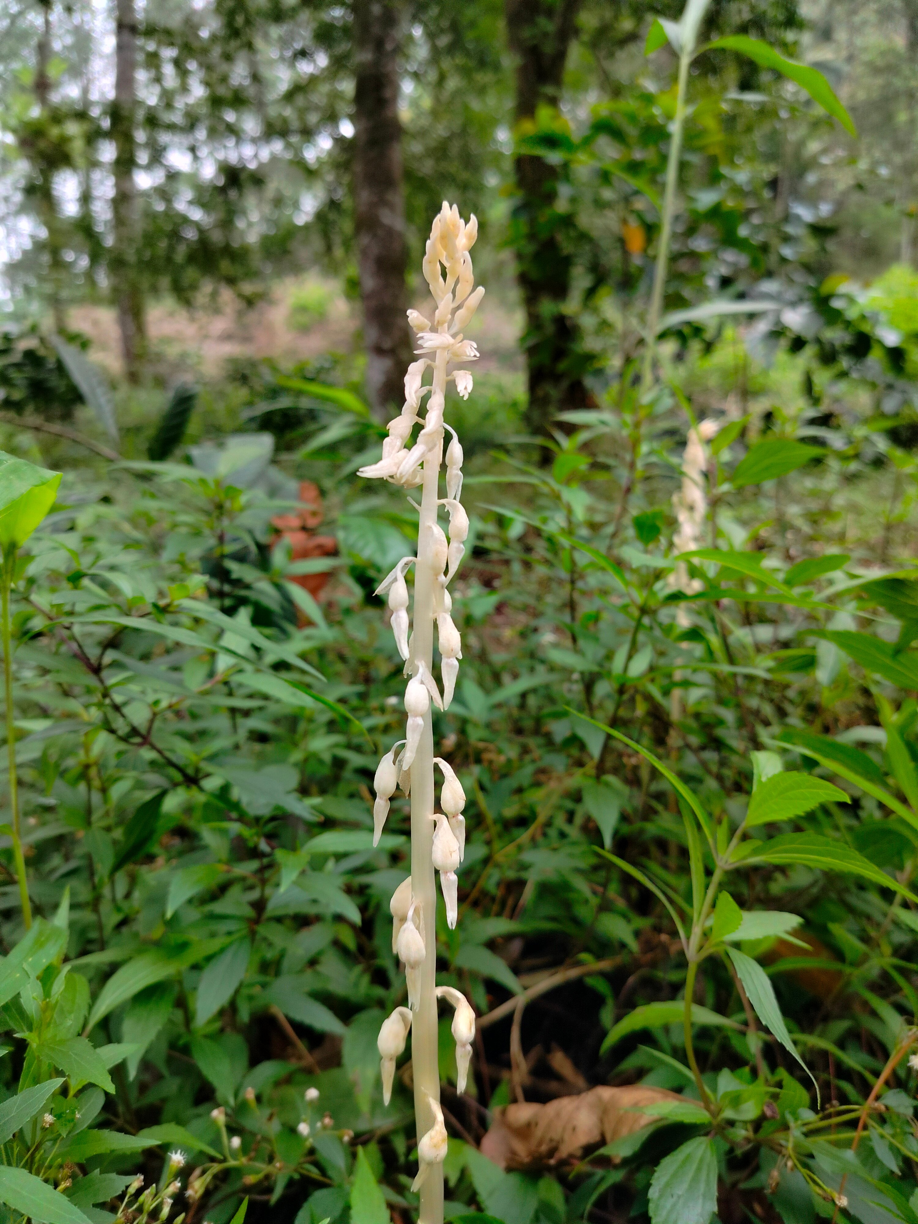 Epipogium roseum I Anggrek Hantu