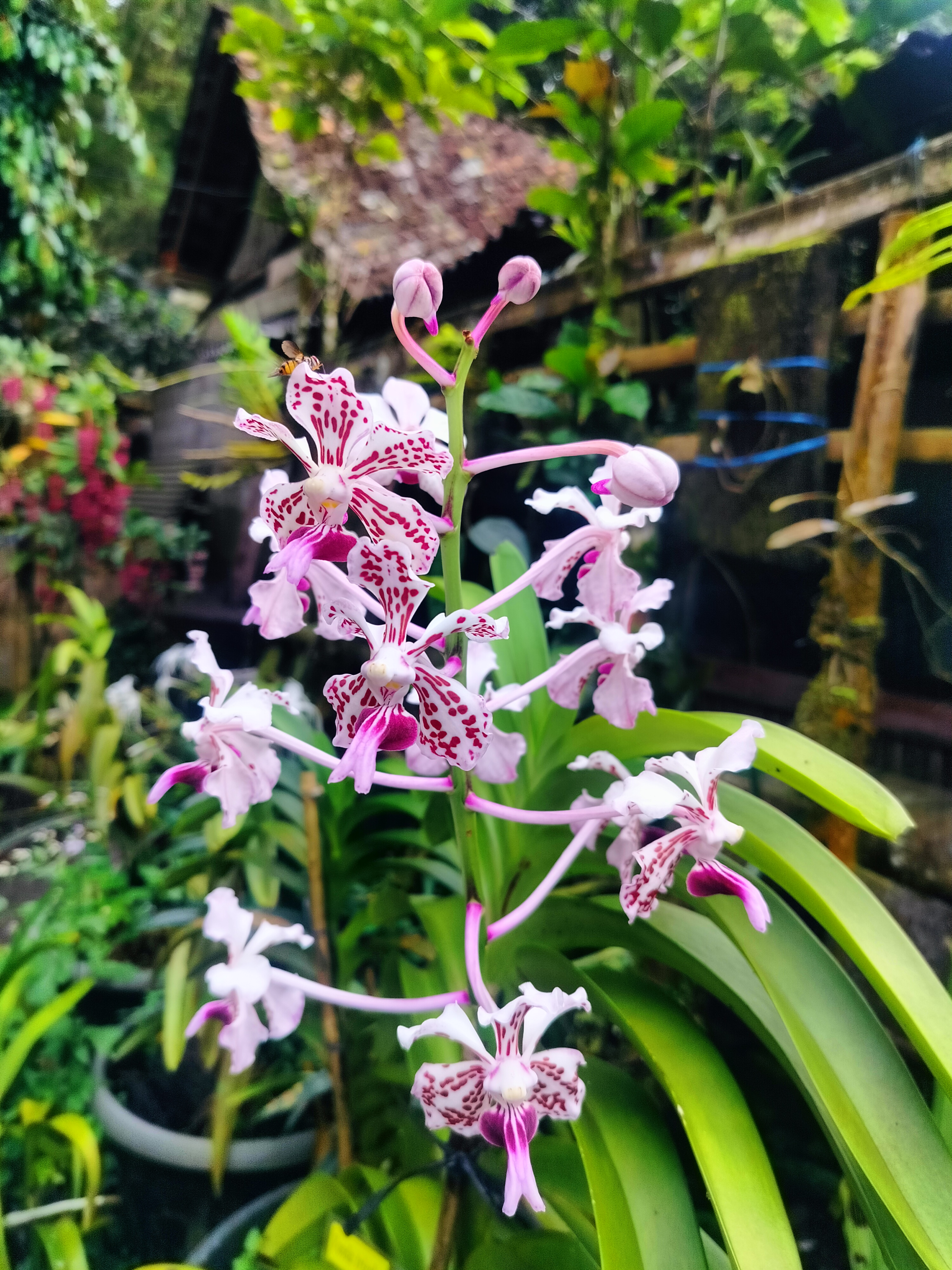 Vanda tricolor I Anggrek Tiga Warna