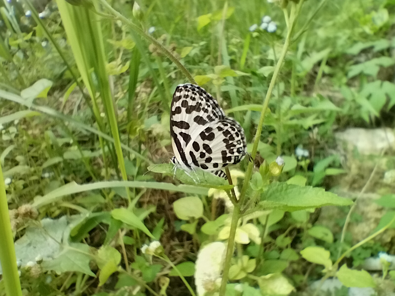 Castalius rosimon | Hamlar Biasa