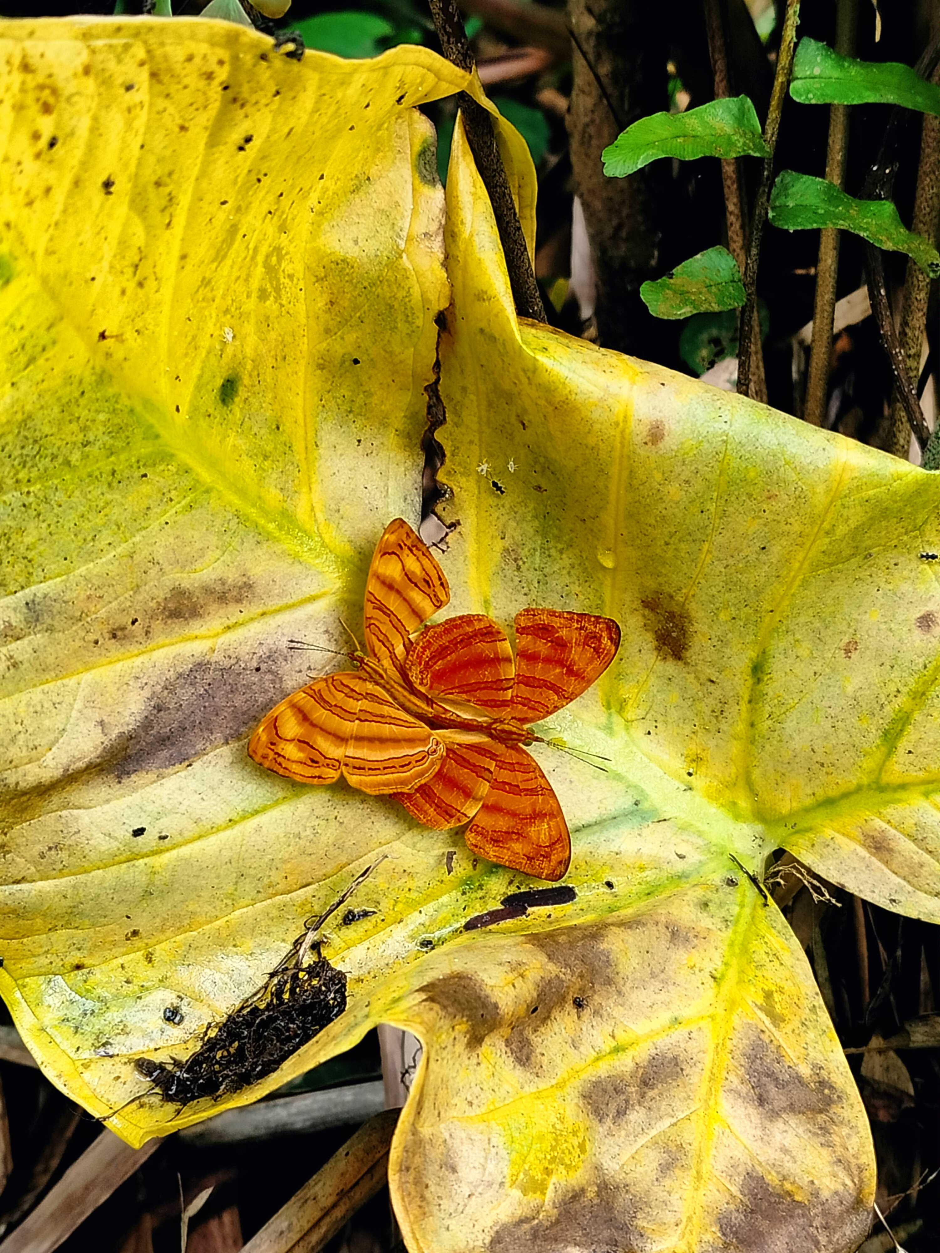 Chersonesia rahria | Maplet Gelombang