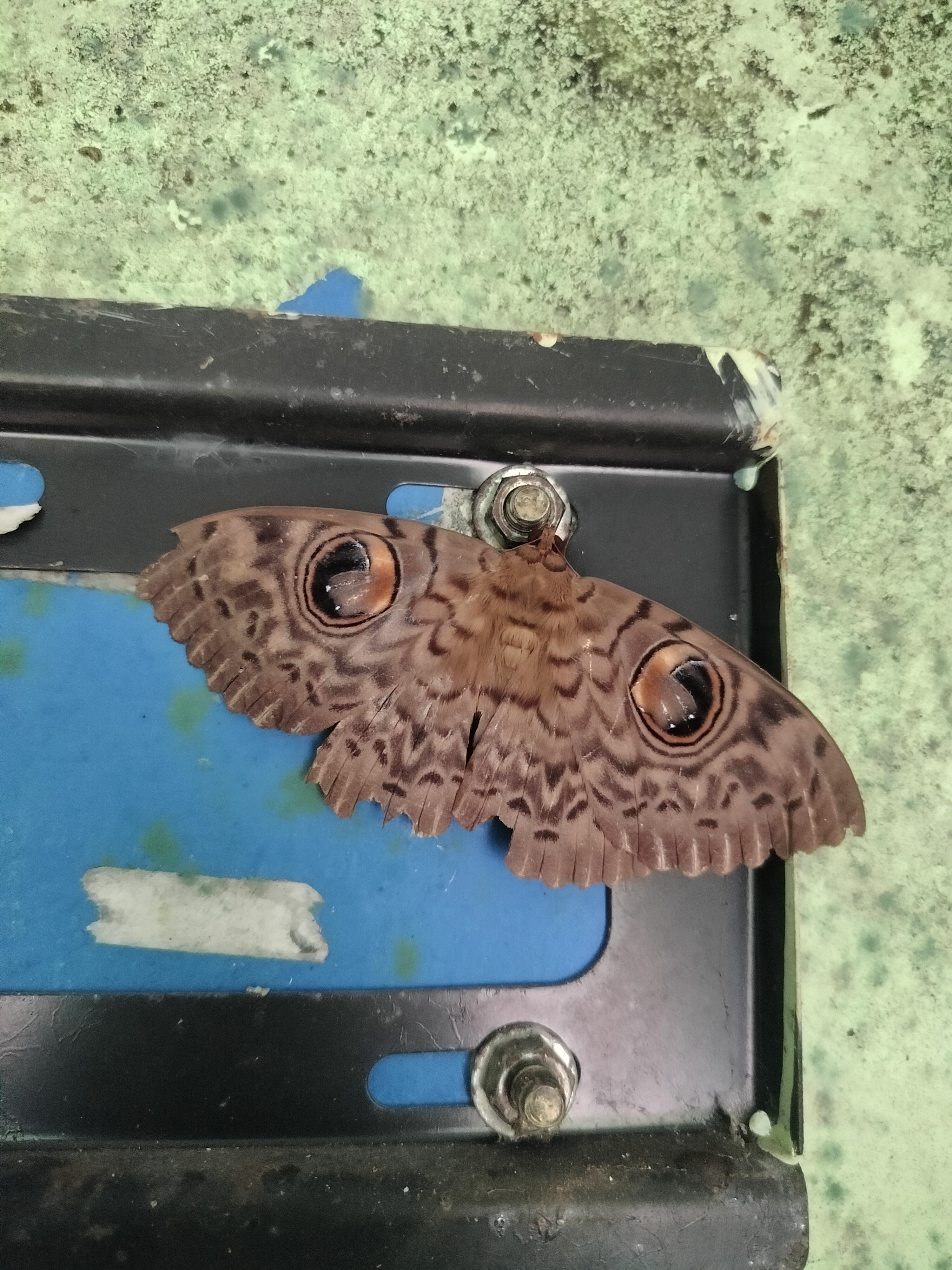 Erebus macrops I Ngengat Burung Hantu