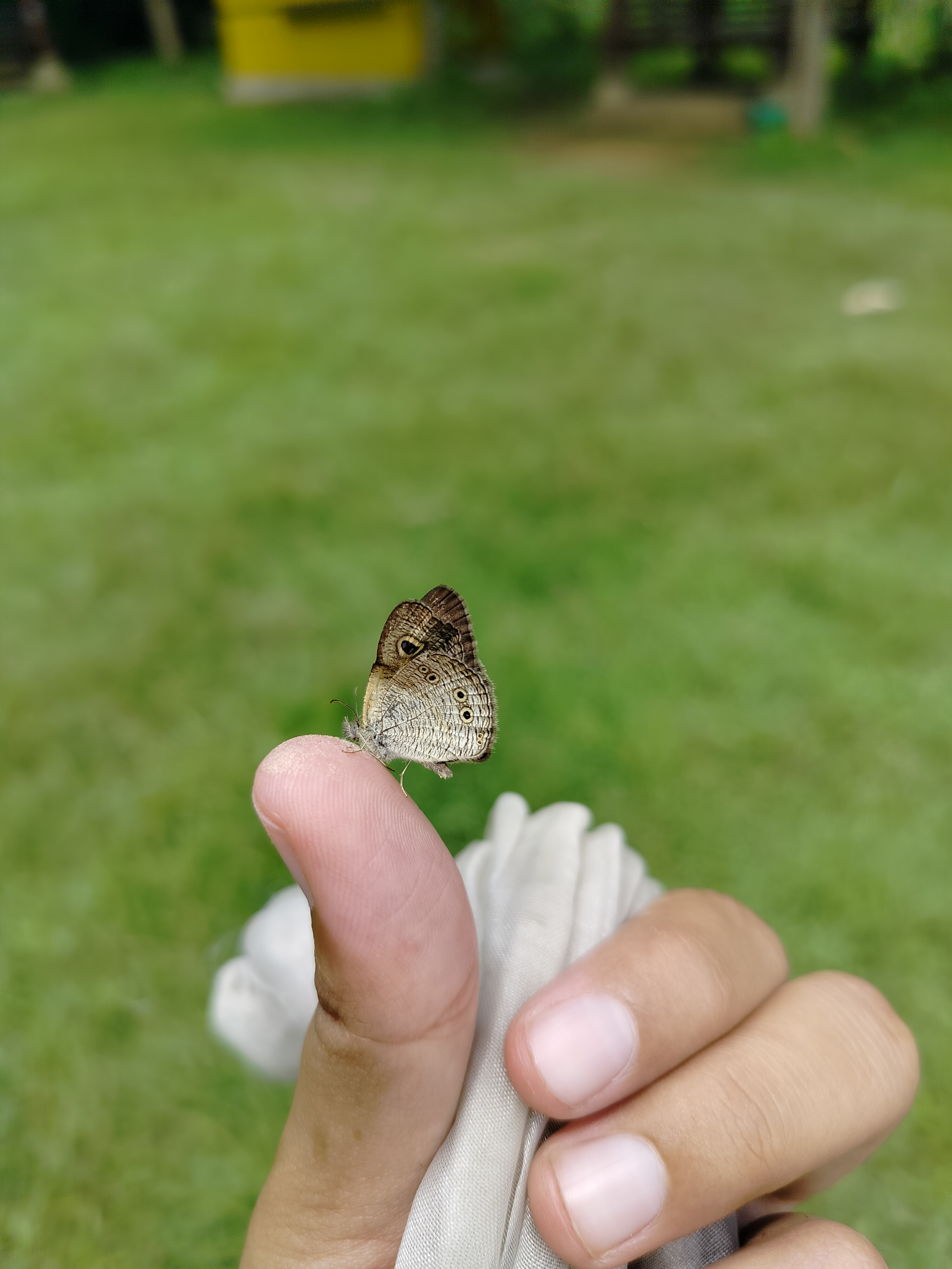 Ypthima philomela | Perumput Malaya Philomela