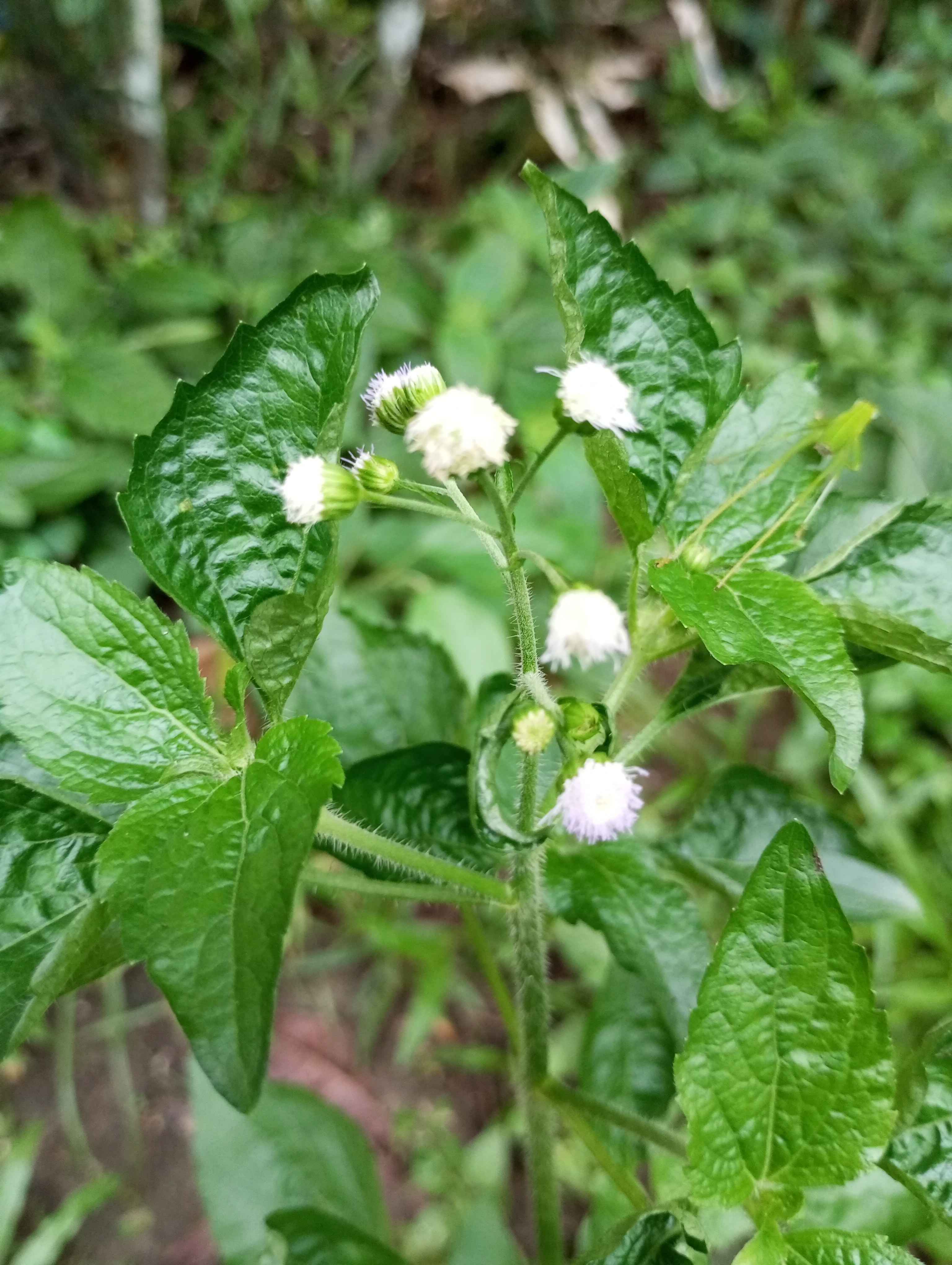 Ageratum conyzoides | Gulma Bandotan