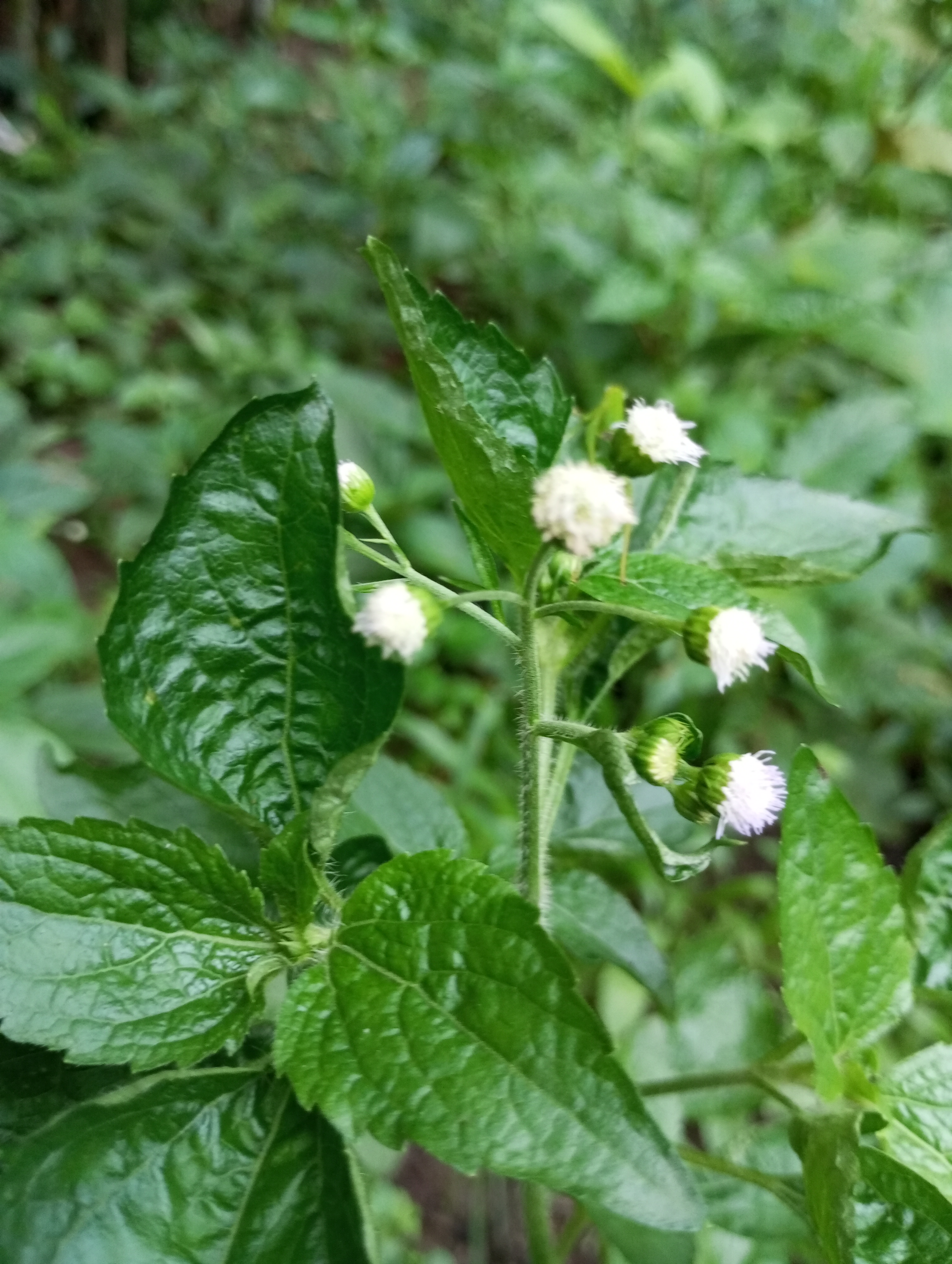 Ageratum conyzoides | Rumput Bandotan